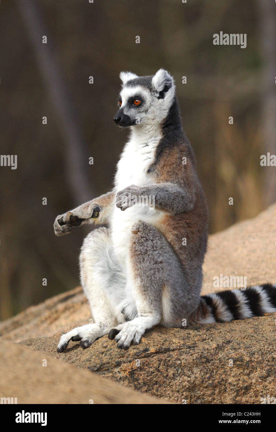 A Ring-tailed Lemur sunbathing in the Anja Reserve, Madagascar Stock Photo