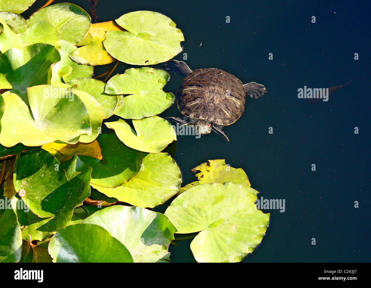 a tortoise swimming in a pond Stock Photo - Alamy