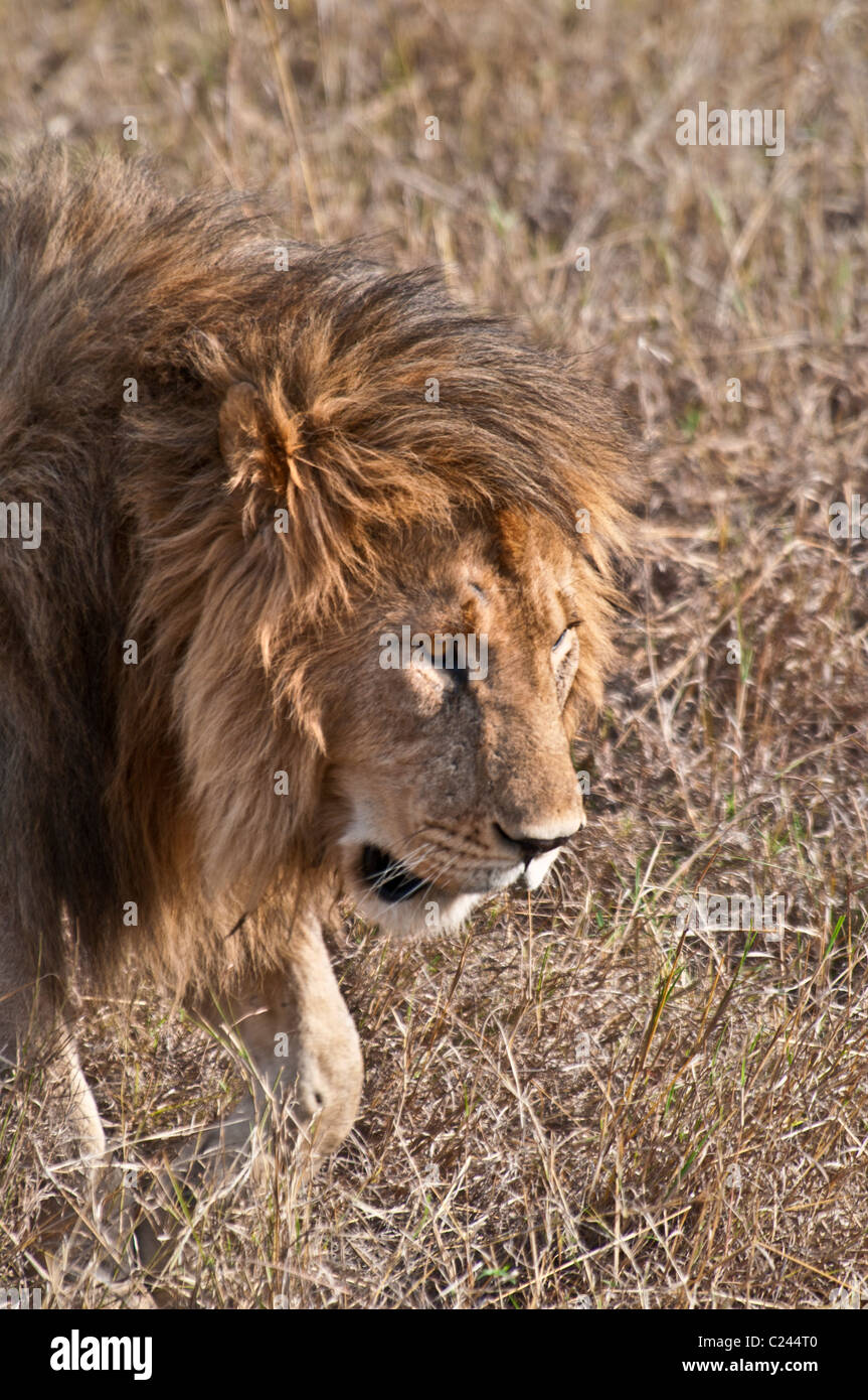Male African Lion, Panthera leo, Masai Mara National Reserve, Kenya ...