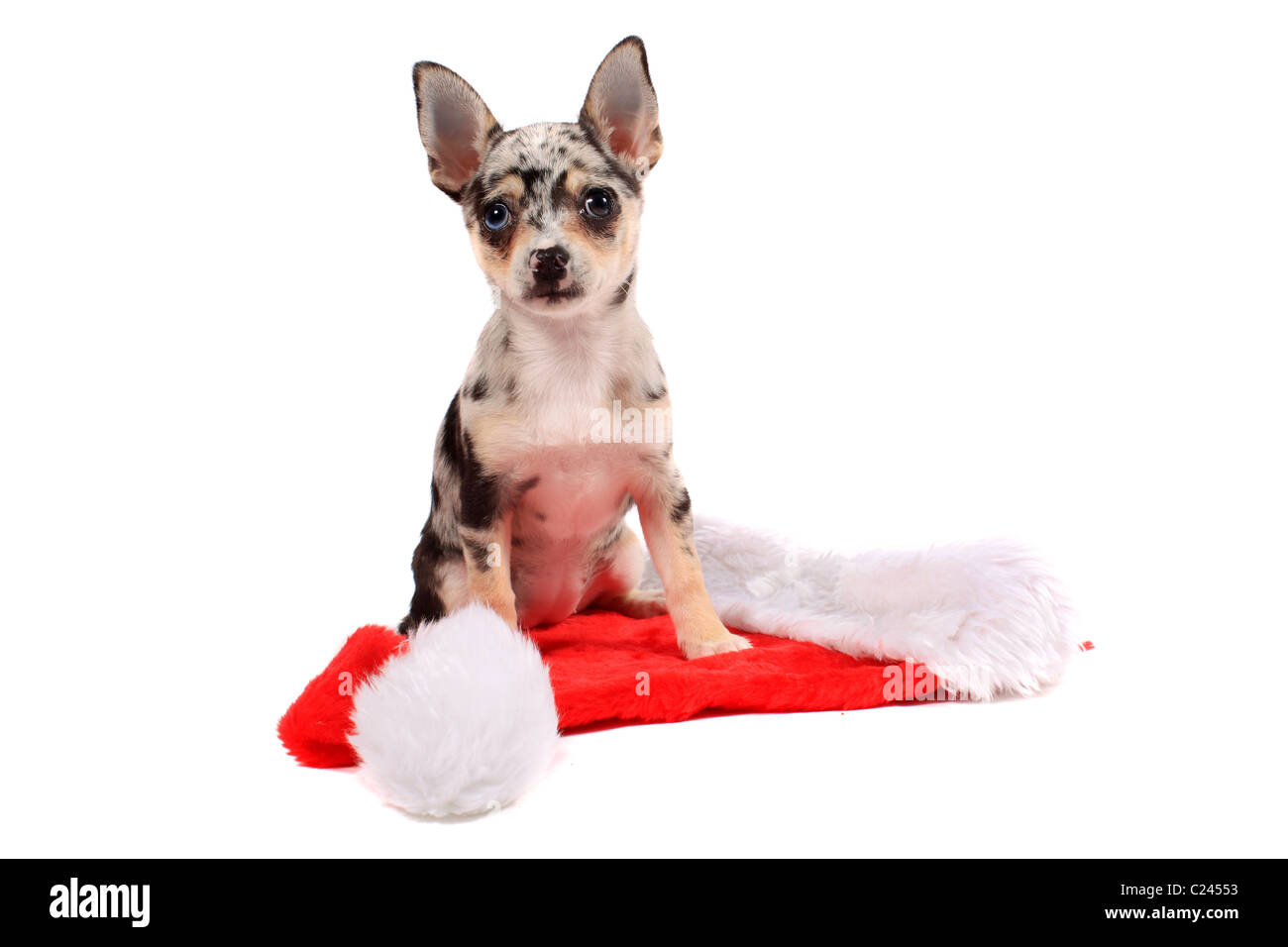 Cute little unique black spotted chihuahua with one blue eye and one brown standing on a christmas santa hat Stock Photo