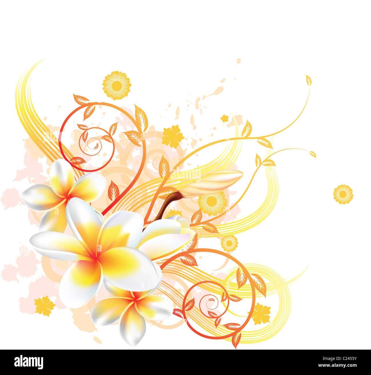 A very stylish vector floral background illustration with Plumeria Frangipani flowers. Stock Photo