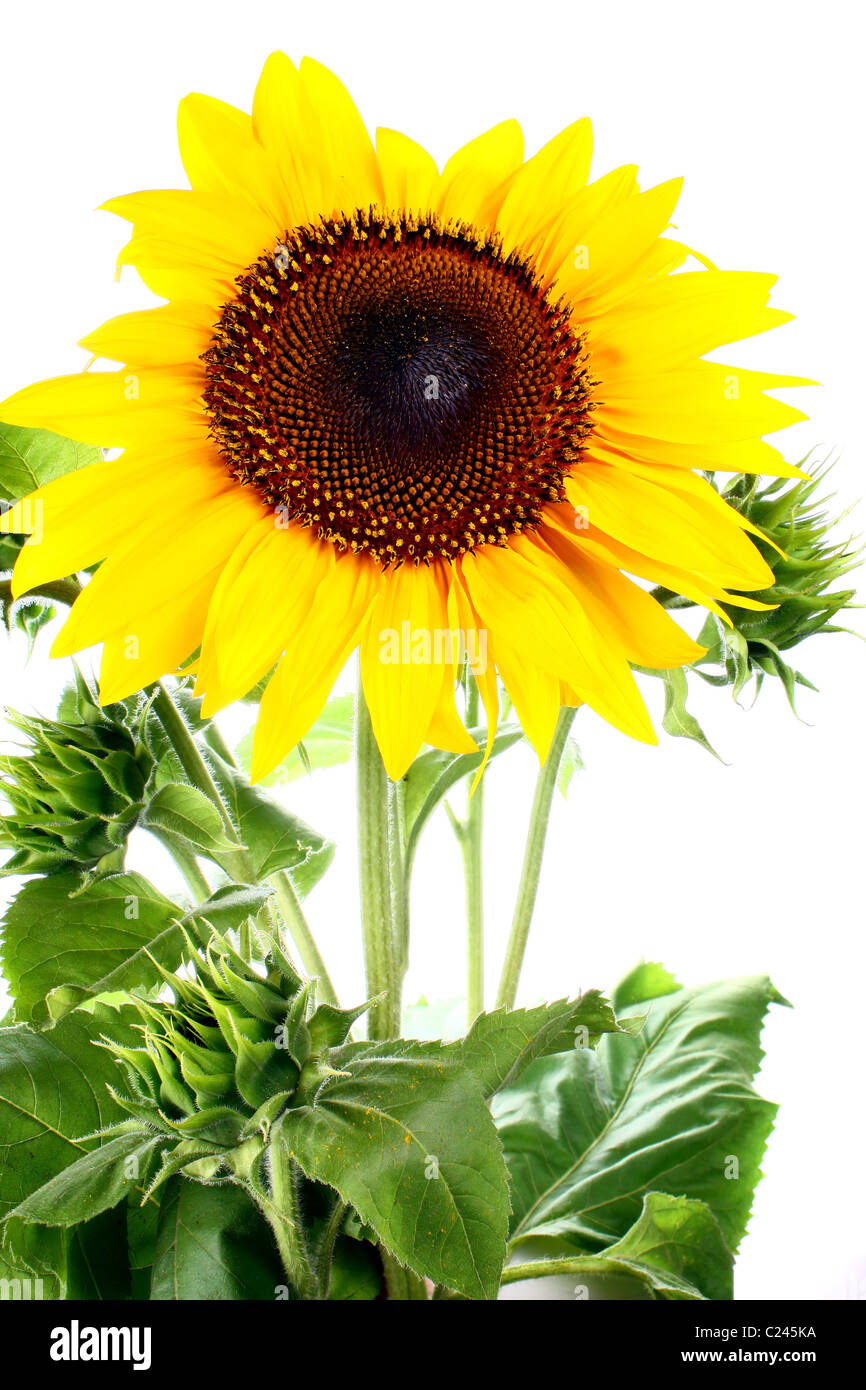 sunflower isolated on white background Stock Photo - Alamy