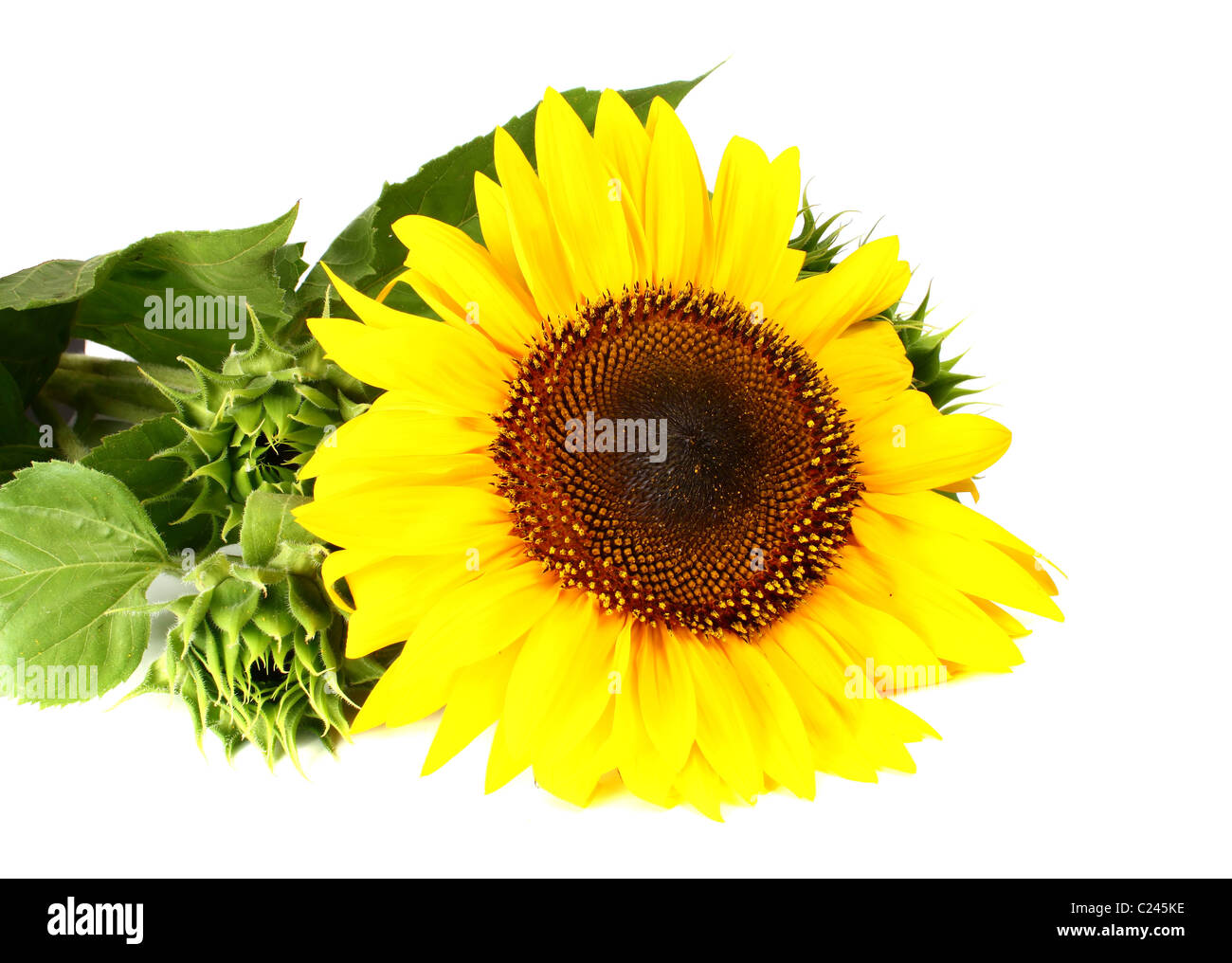 sunflower isolated on white background Stock Photo - Alamy
