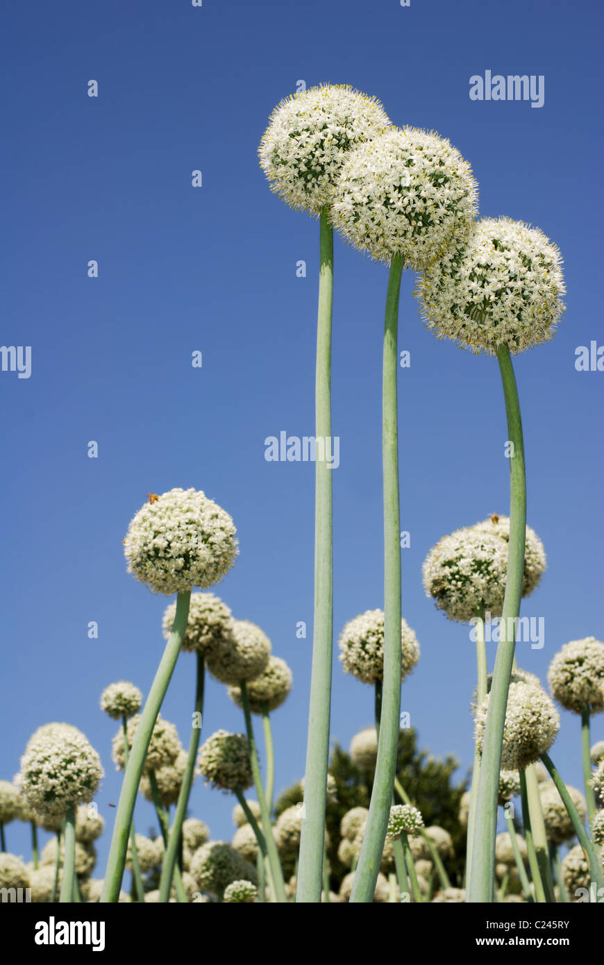 Three spherical onion flowers and blue sky Stock Photo