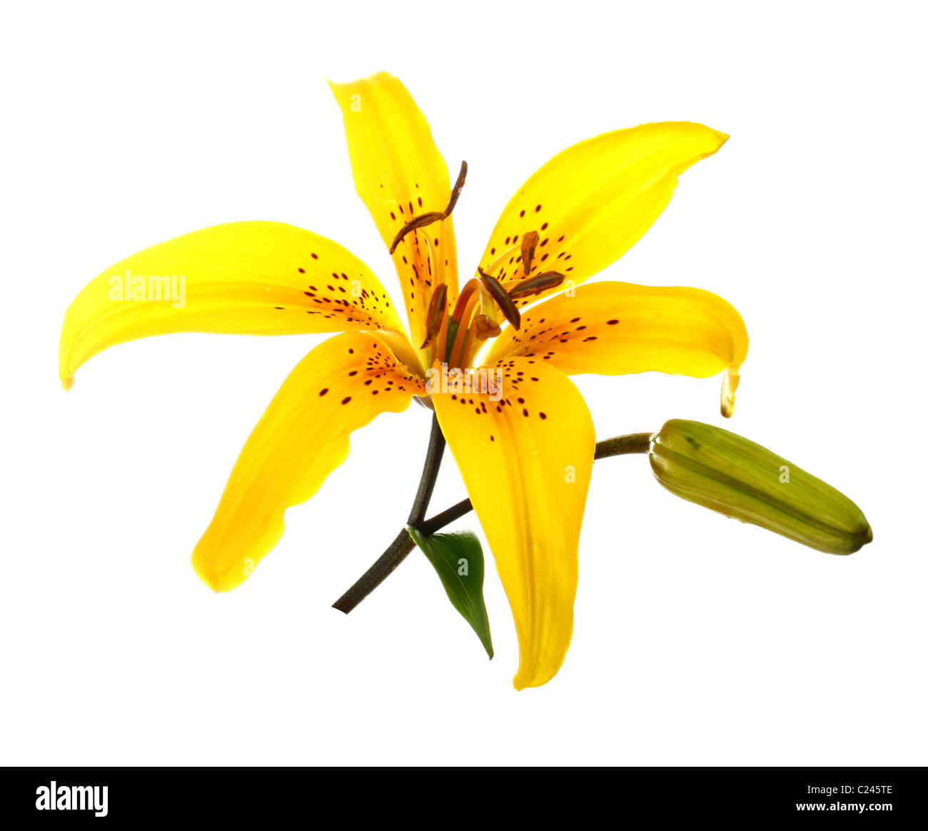 yellow lily isolated on white background Stock Photo - Alamy