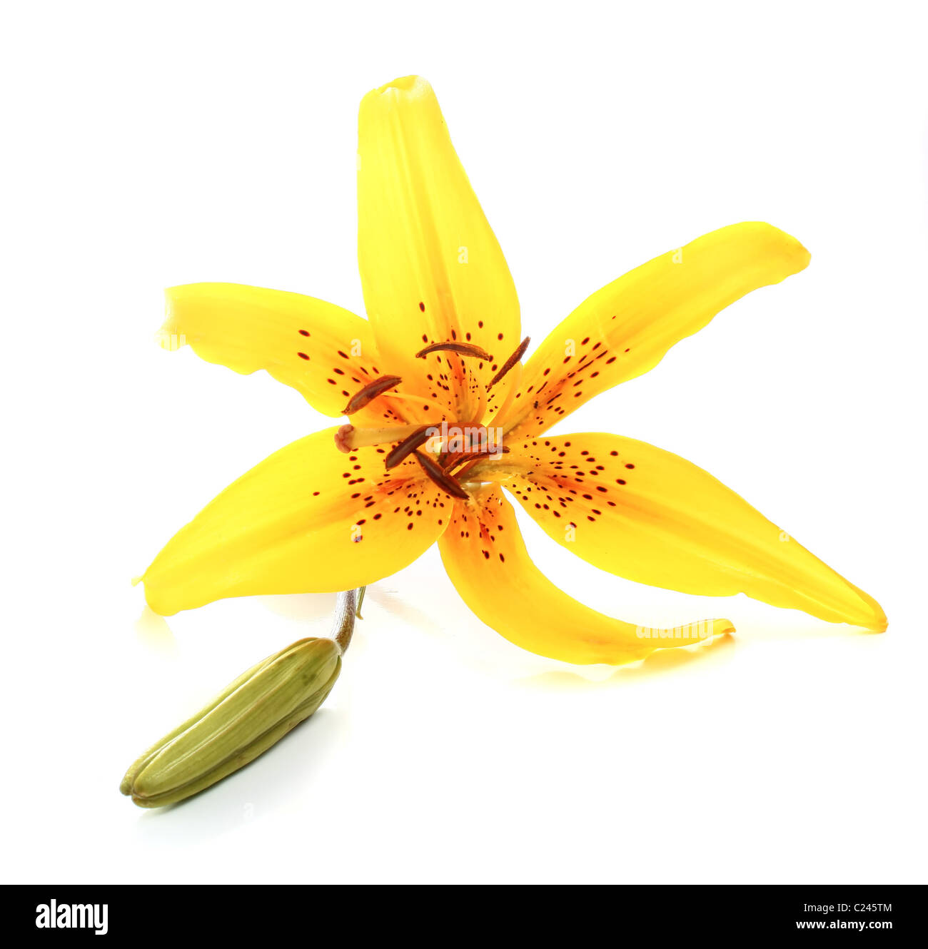 yellow lily isolated on white background Stock Photo - Alamy