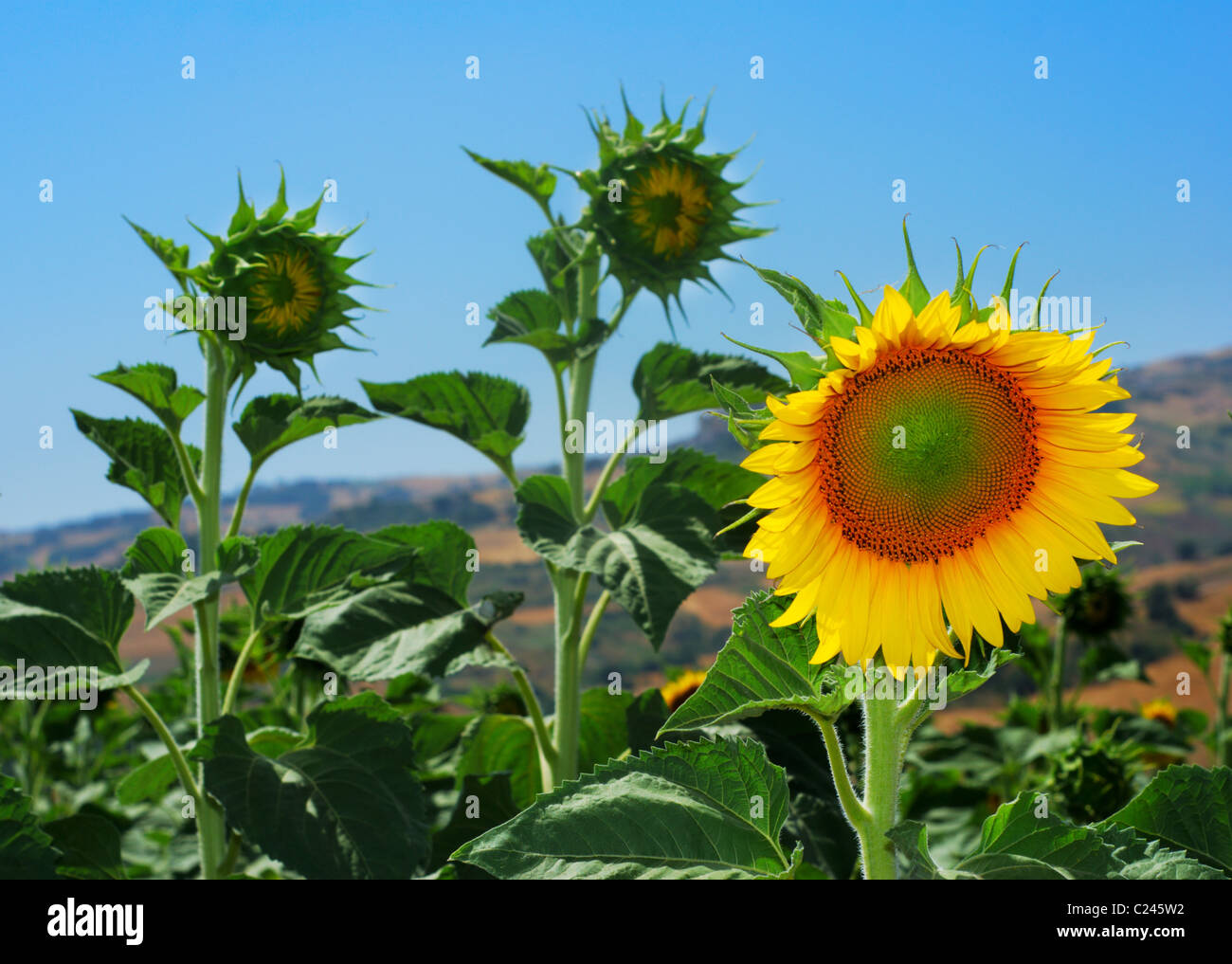 Sunflower buds with one open flower in a field Stock Photo