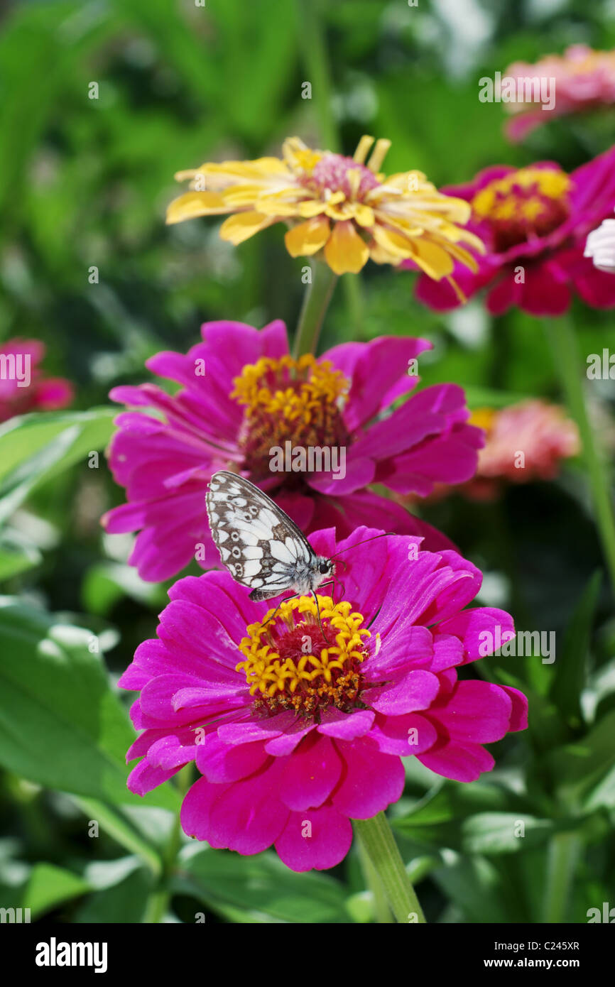 Little butterfly on colorful Zinnia flowers Stock Photo