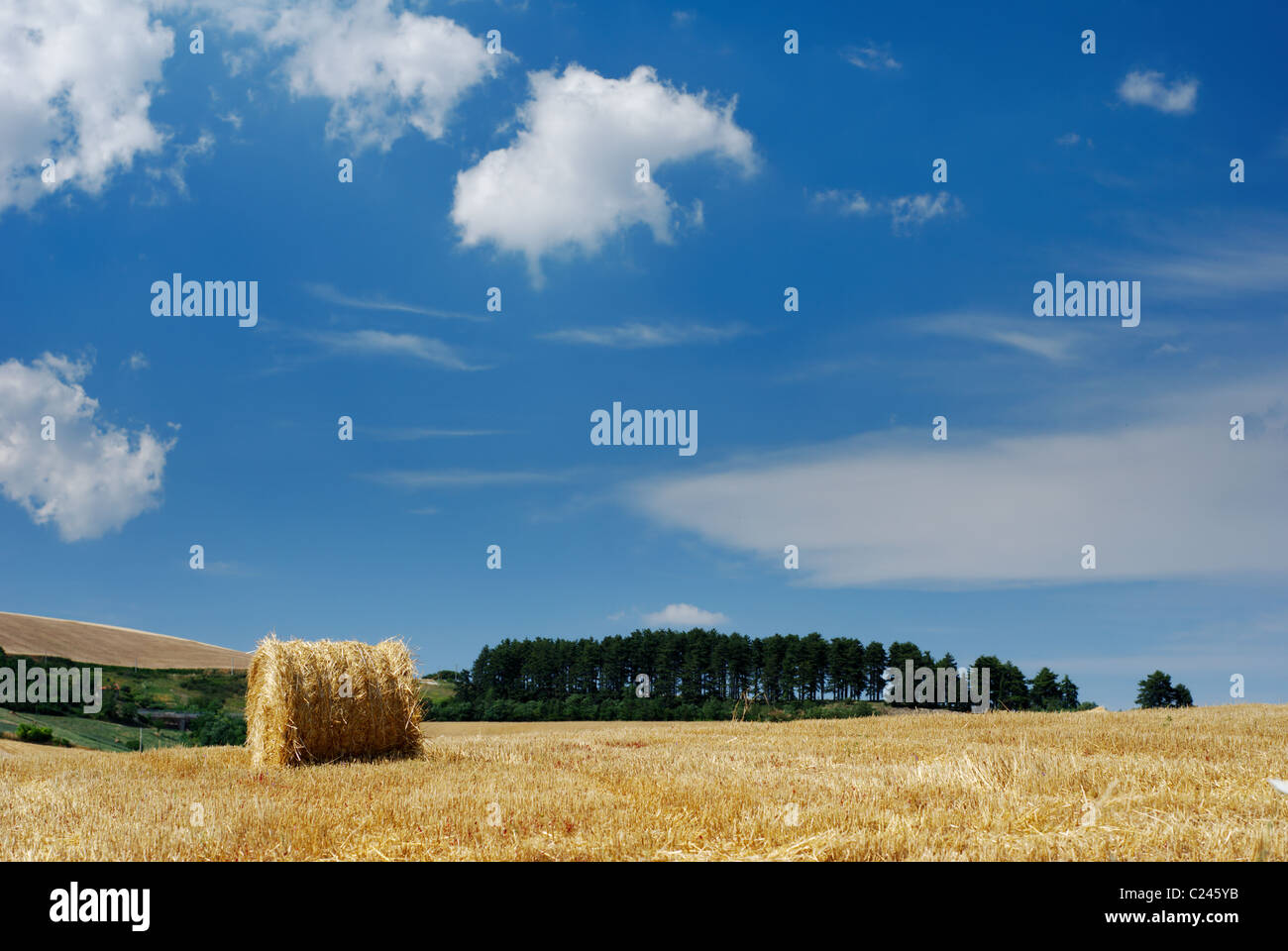 Rural landscape with straw bale and line of dark pine trees in background (selective focus on straw bale) Stock Photo