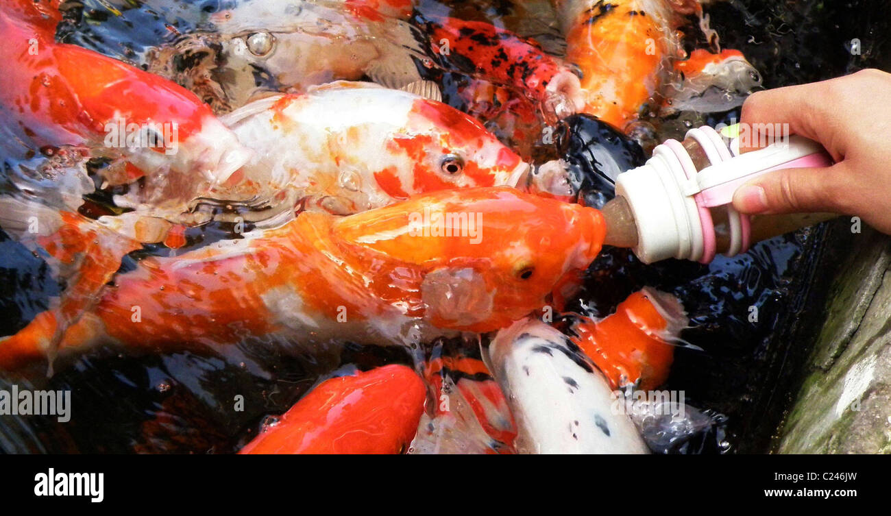 Children feed colourful fish at a zoo in Hubei, China. (IG/WN) ** ** Stock Photo