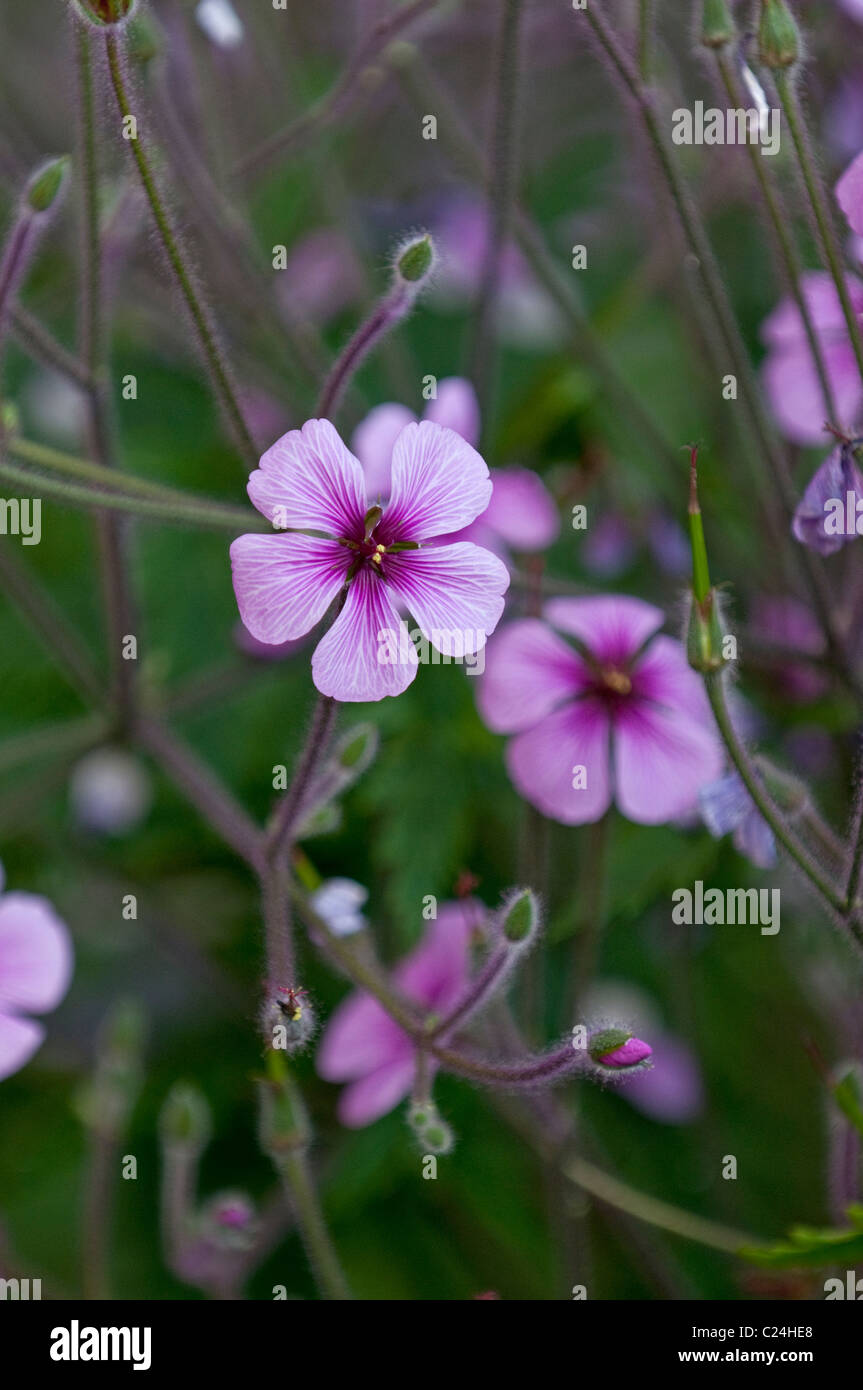 Madeira Cranesbill: Geranium maderense. (Giant Herb Robert). Endemic to