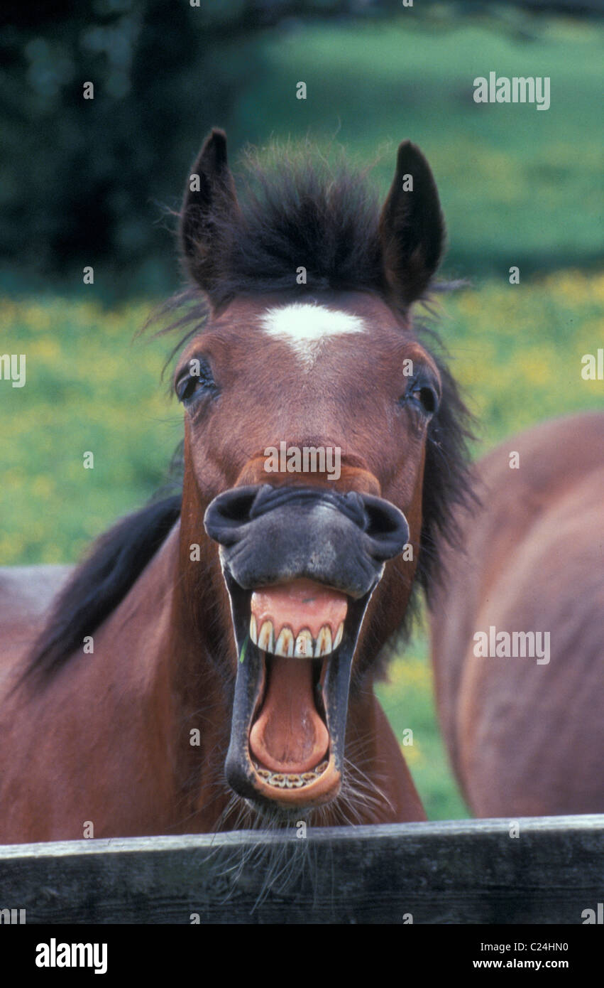 laughing horse Stock Photo