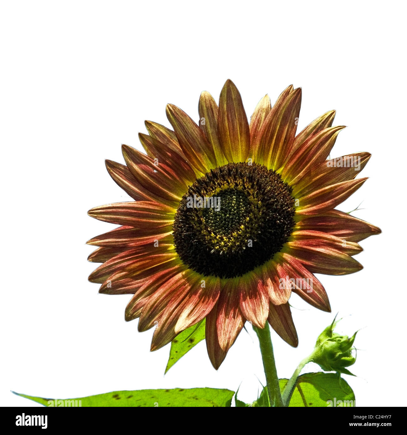 Beautiful Sunflower isolated on white background Stock Photo - Alamy