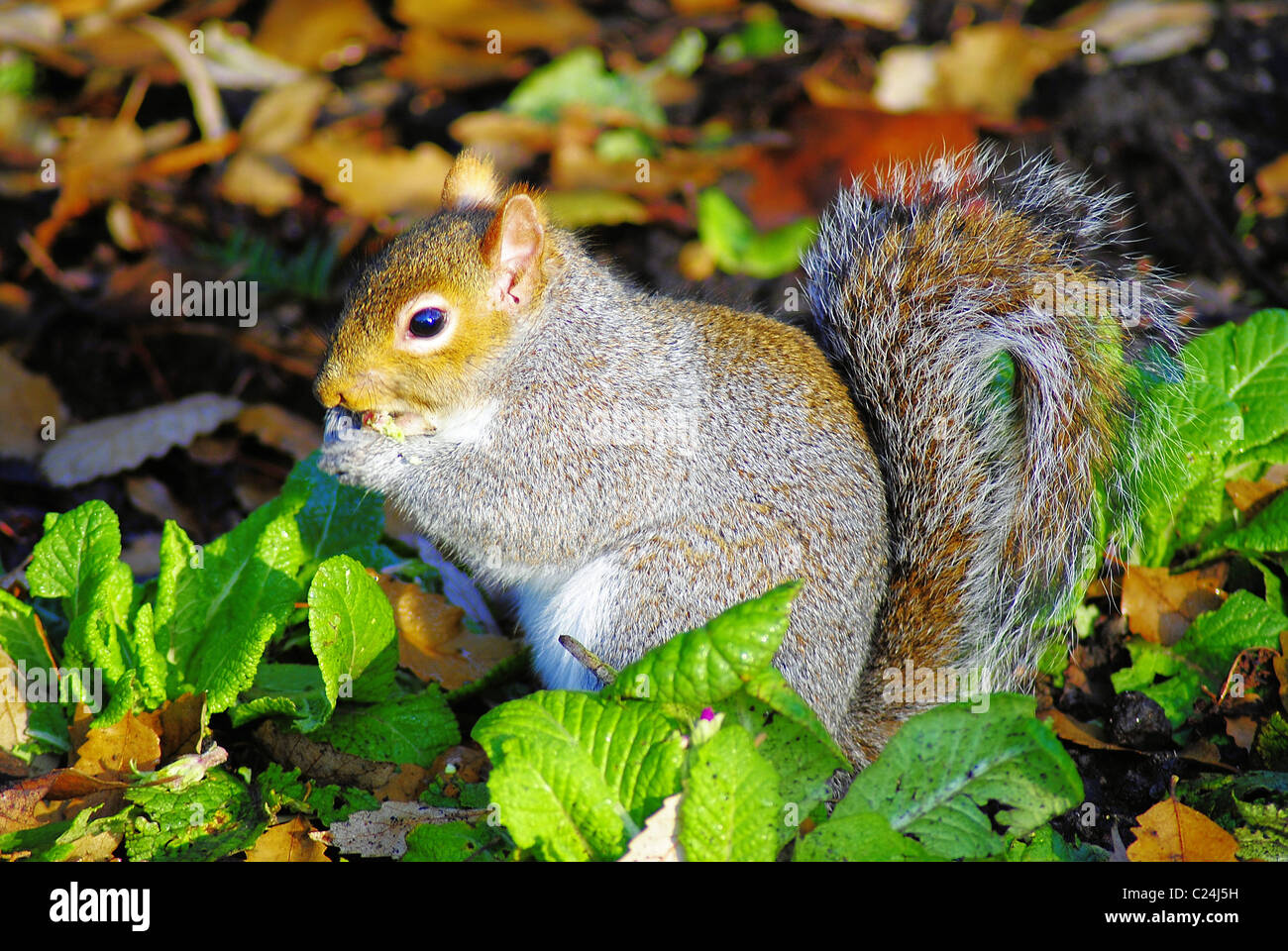 Squirrel Stock Photo