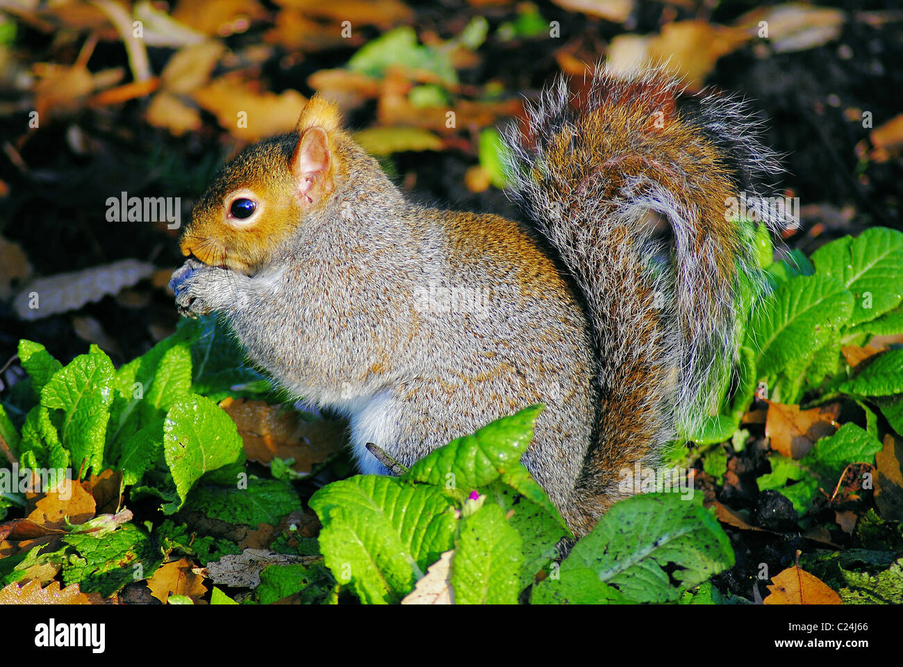 Squirrel Stock Photo