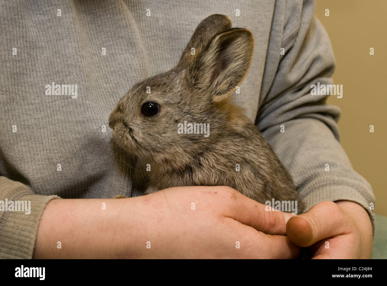 RARE RABBITS BOUNCE BACK These tiny bundles can't hop too high they