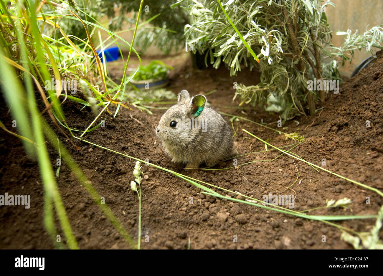 RARE RABBITS BOUNCE BACK These tiny bundles can't hop too high they