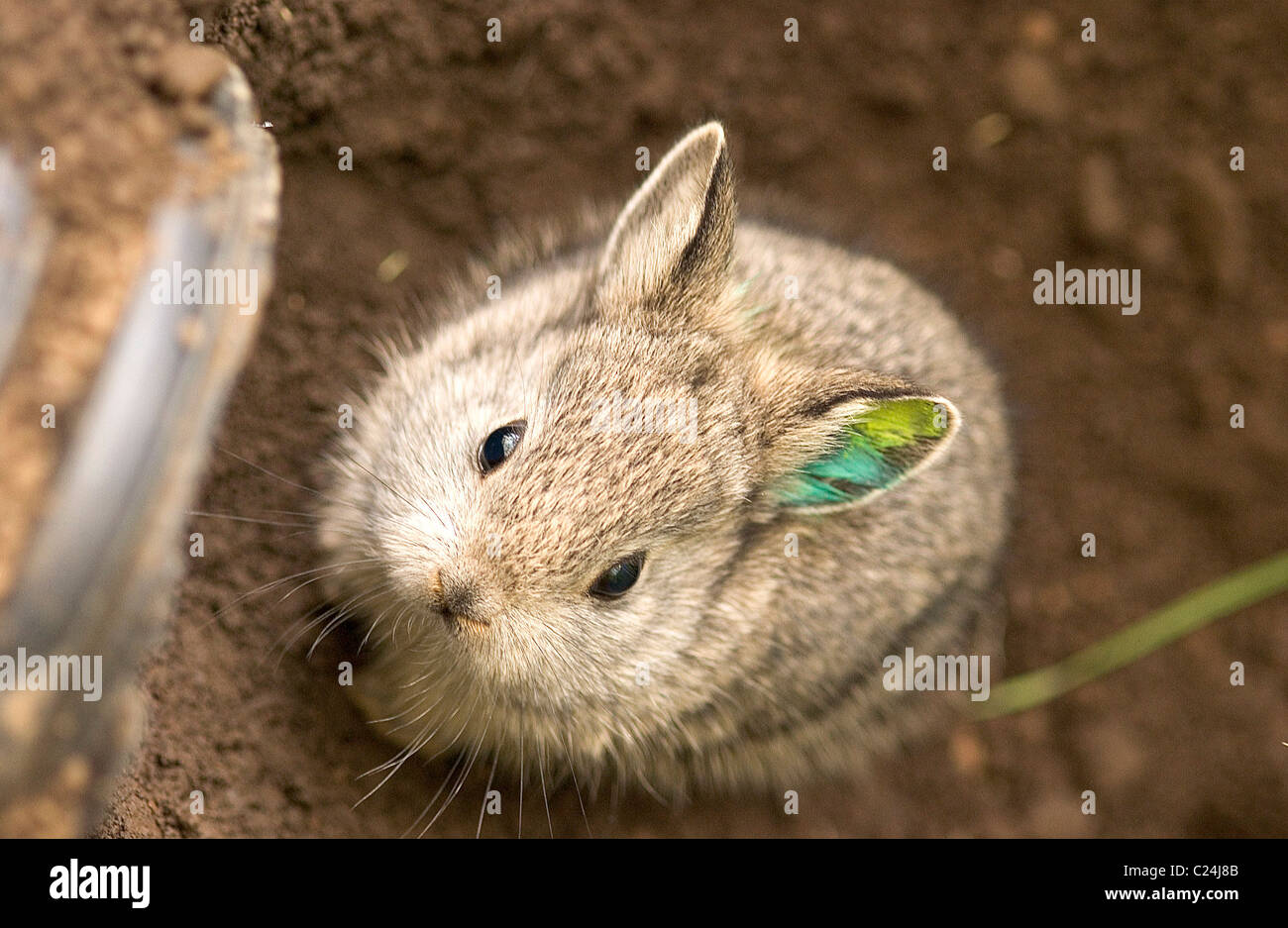 RARE RABBITS BOUNCE BACK These tiny bundles can't hop too high they