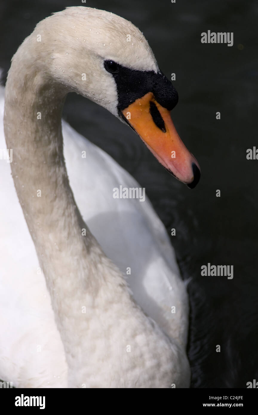 The elegance of a swan in the UK Stock Photo Alamy