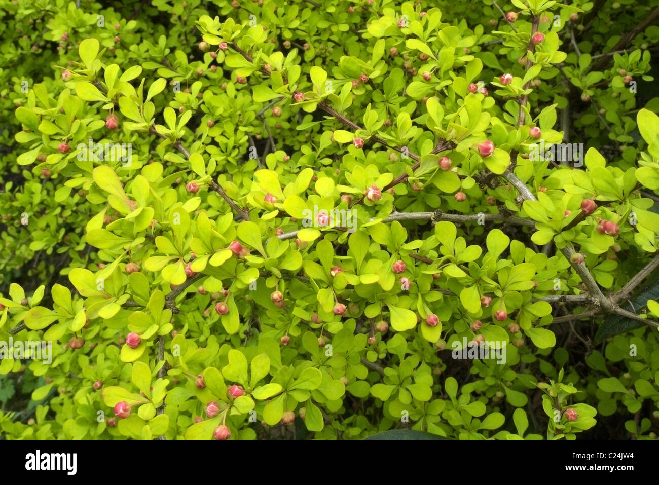 Berberis thunbergii 'Aurea' shrub in spring Stock Photo
