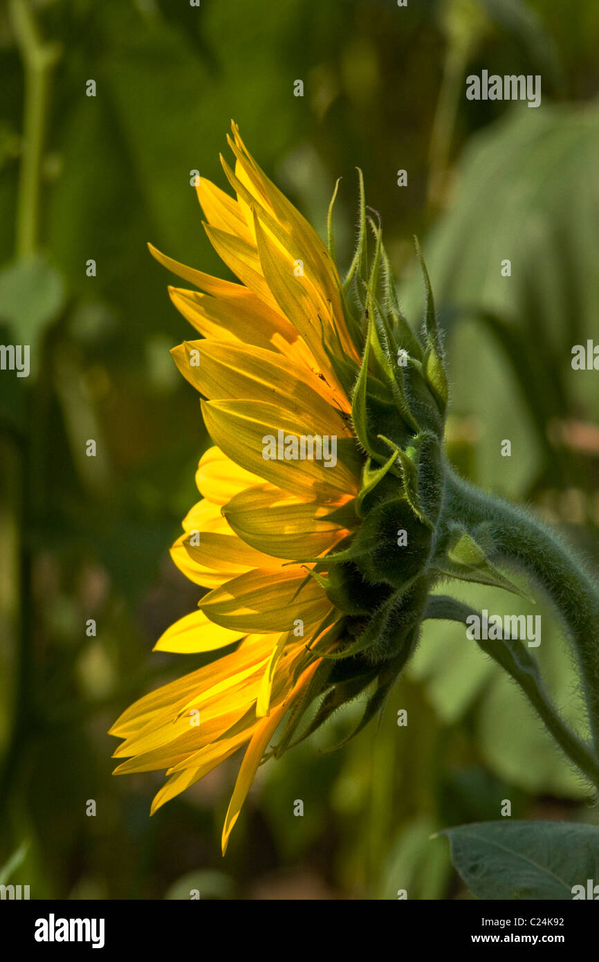Yellow sunflower bloom Stock Photo Alamy