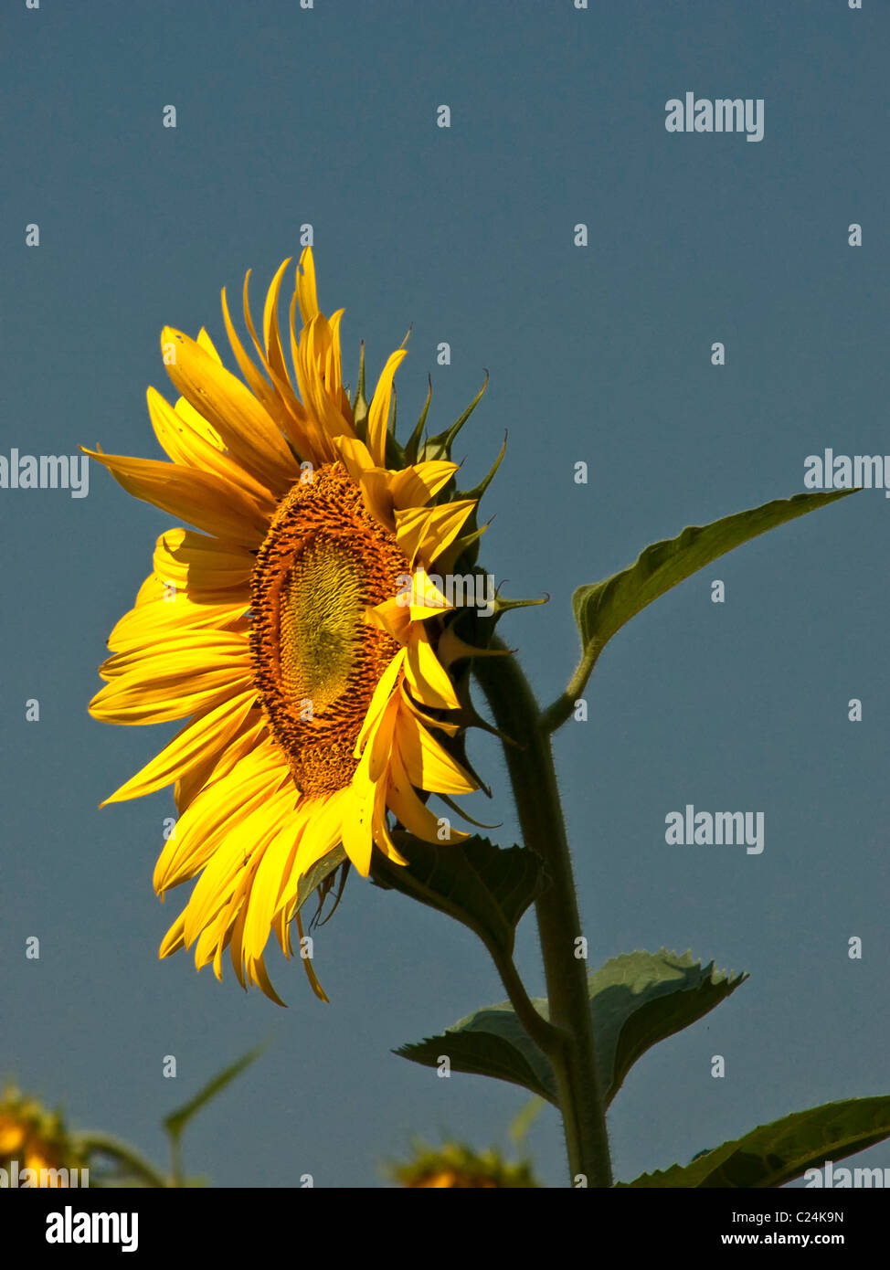 Yellow sunflower bloom Stock Photo Alamy