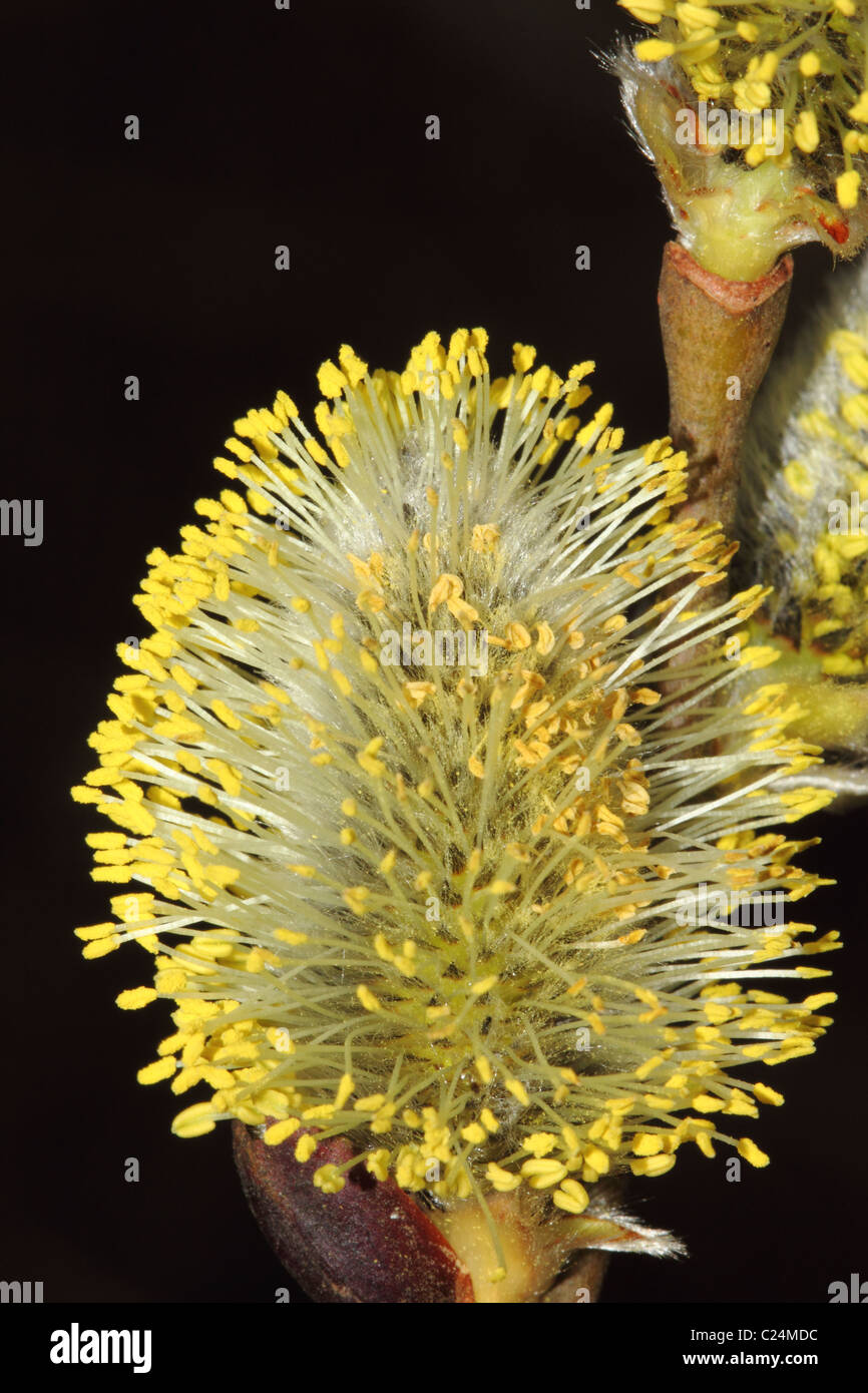 Goat Willow Catkin Salix caprea Family Salicaceae covered in Yellow Pollen a common Spring Site Stock Photo