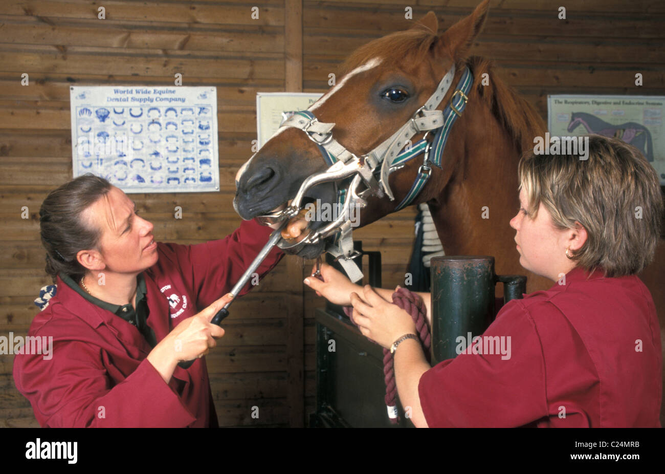 Equestrian vet and assistant checking/cleaning horse's teeth at