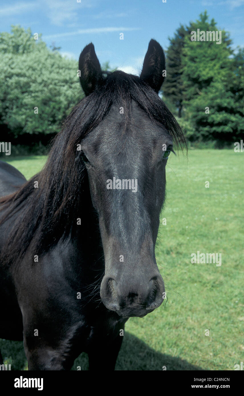 Black horse portrait hi-res stock photography and images - Alamy