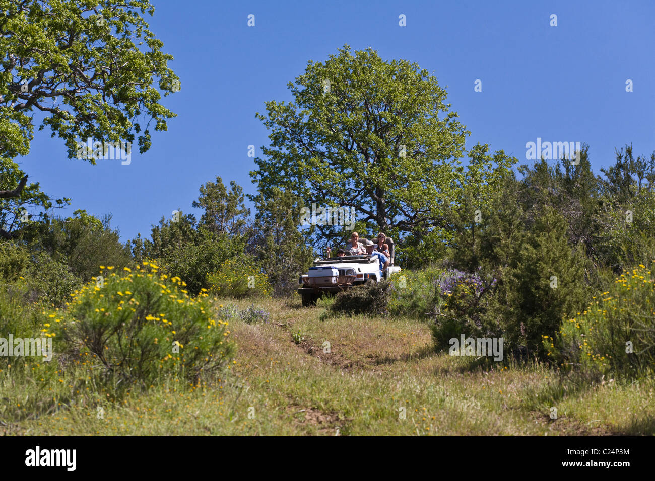 Four Wheeling in a Coastal Range cattle ranch in central CALIFORNIA Stock Photo