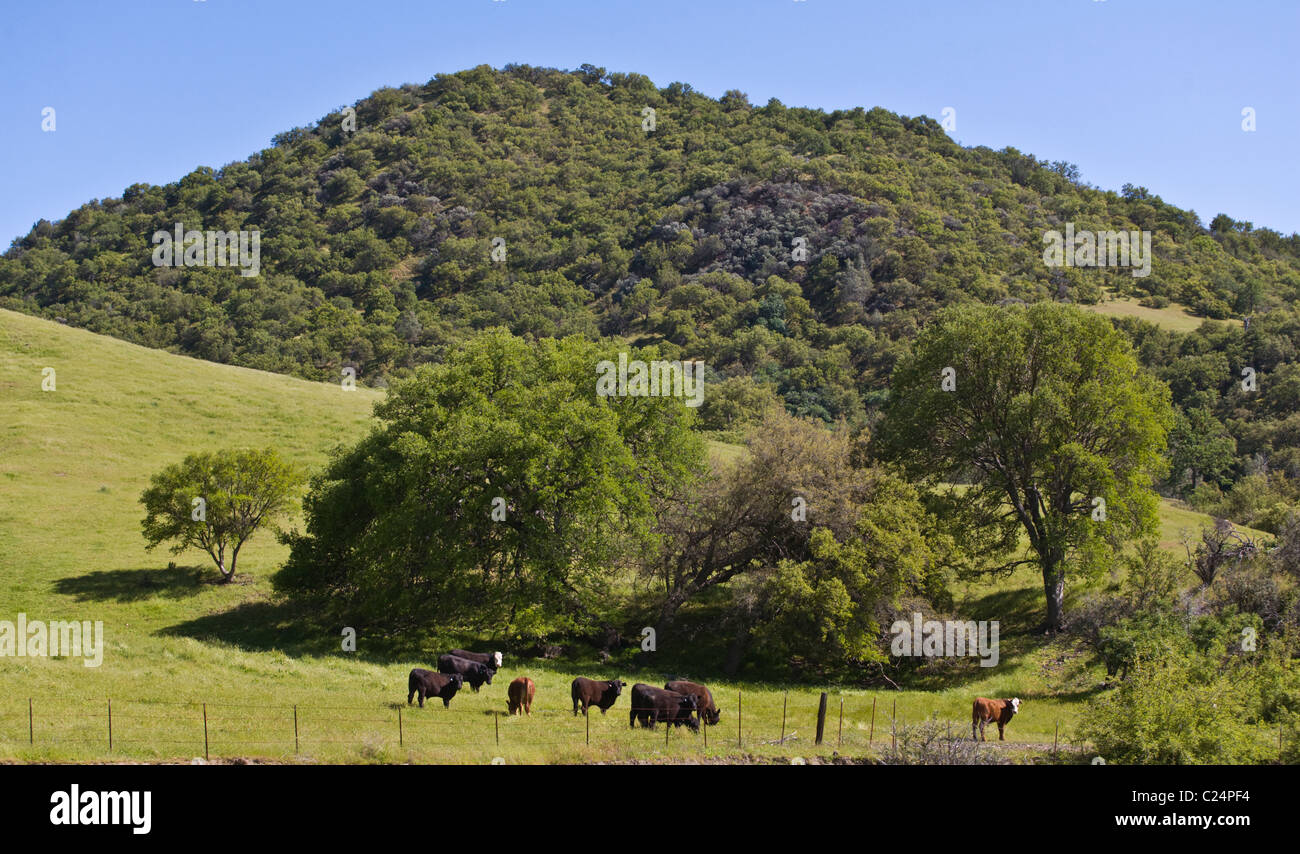 A Coastal Range cattle ranch in central CALIFORNIA Stock Photo Alamy