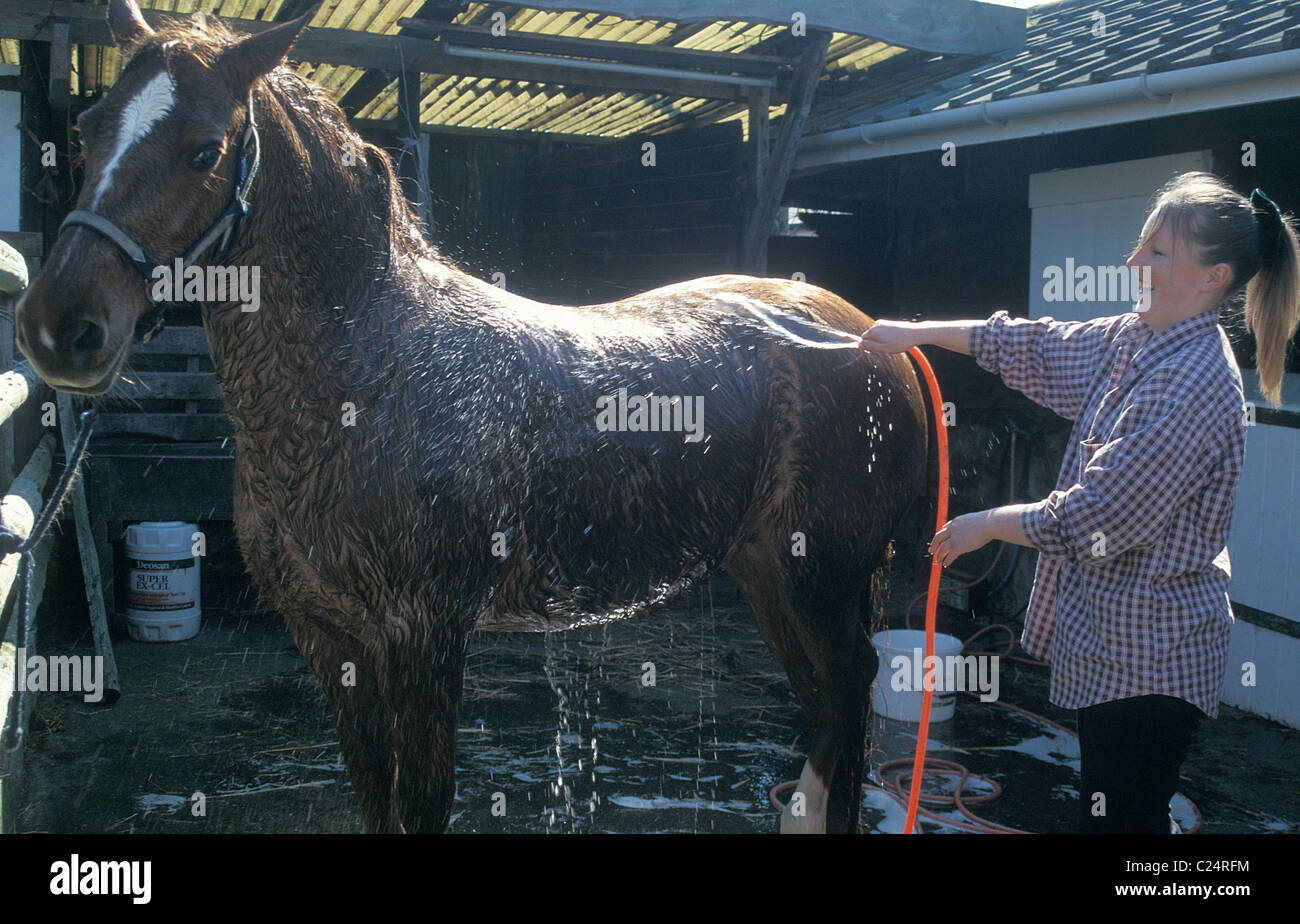girl washing horse Stock Photo Alamy