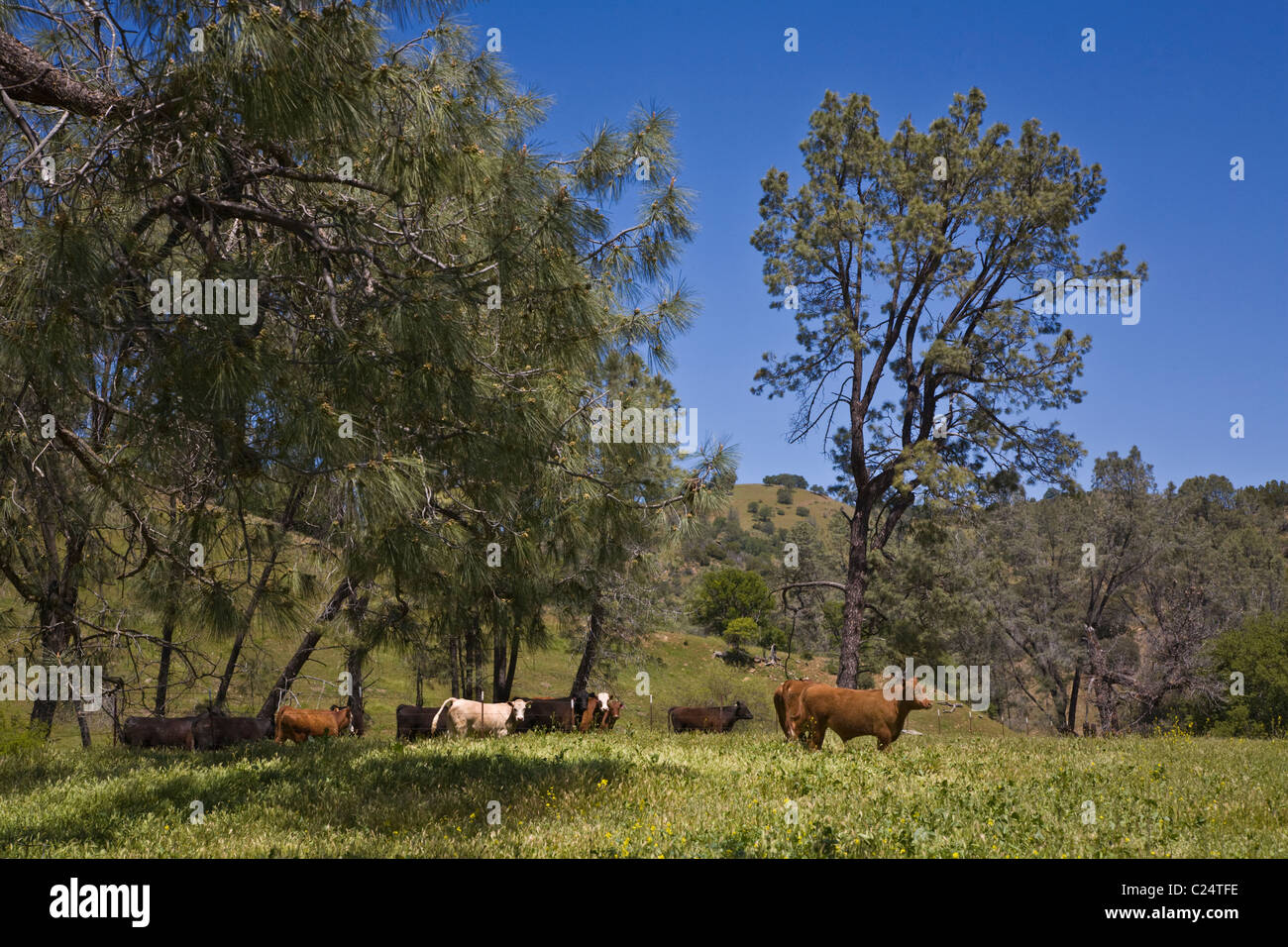 A Coastal Range CATTLE RANCH in central CALIFORNIA Stock Photo Alamy
