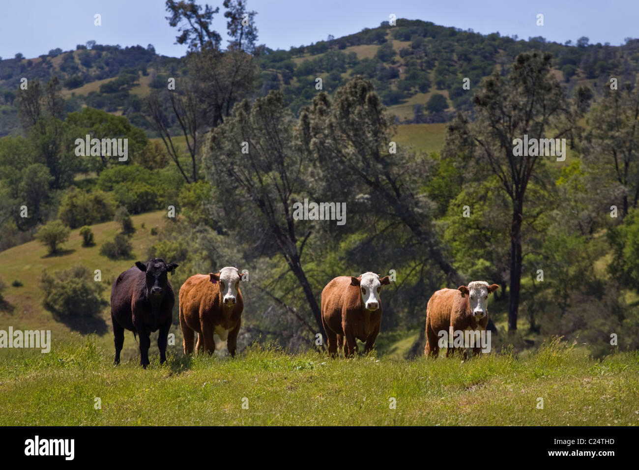 A Coastal Range CATTLE RANCH in central CALIFORNIA Stock Photo Alamy