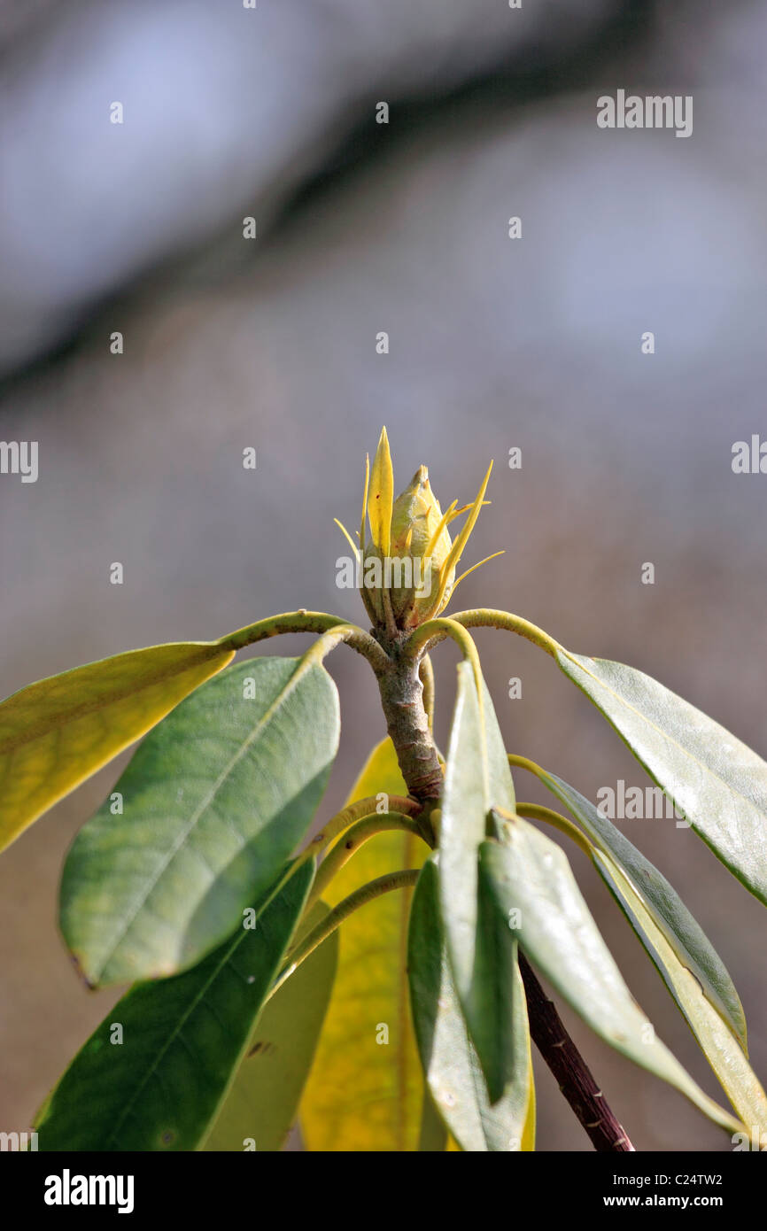 Budding plant Stock Photo Alamy