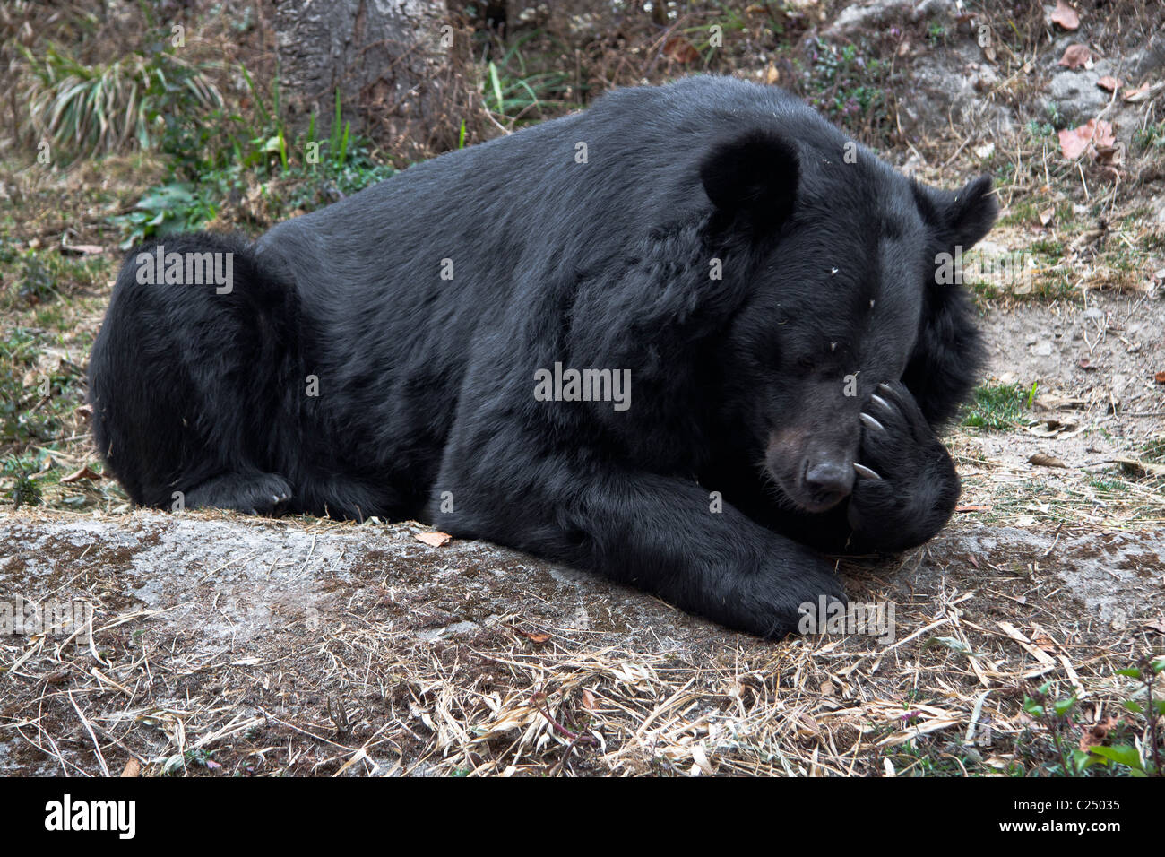 The Asian black bear (Ursus thibetanus), known as 'Kala Bhalu' in Hindi, at the Padmaja Naidu Himalayan Zoological Park in Darje Stock Photo