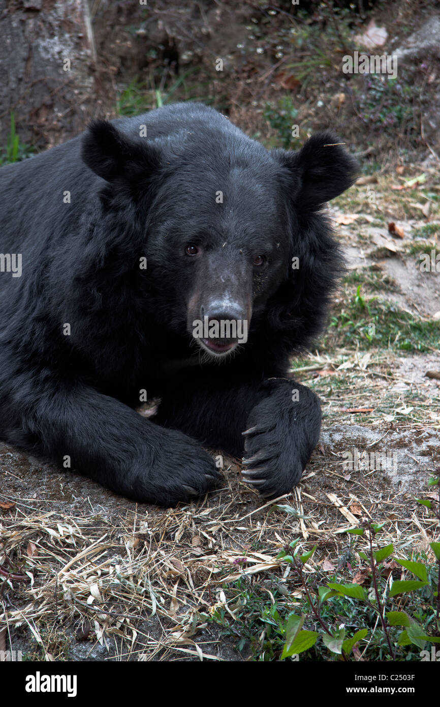 Wild bear hi-res stock photography and images - Alamy