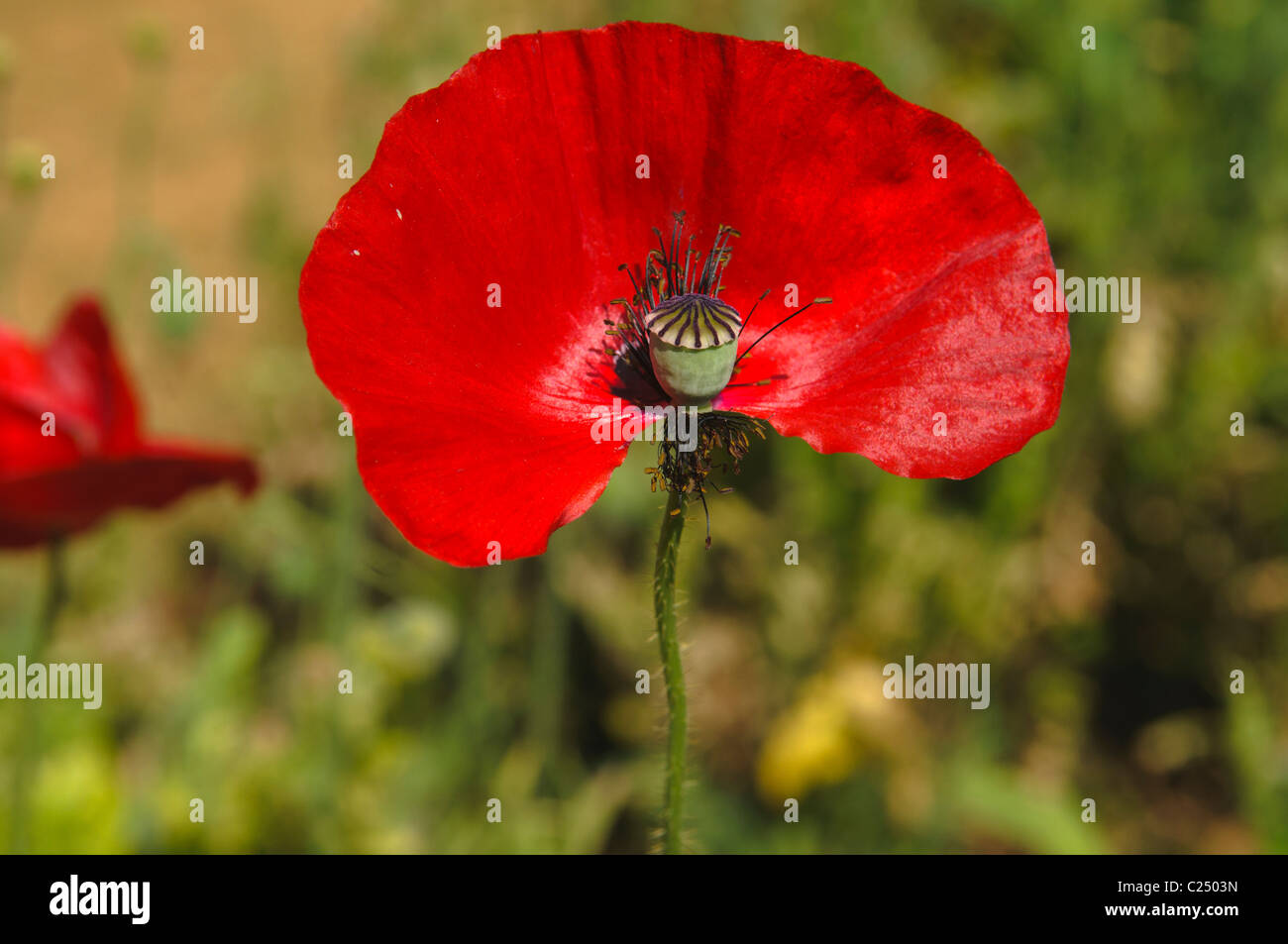 poppy (papaver) at the Royal Project in Doi Ankhang, Thailand Stock Photo