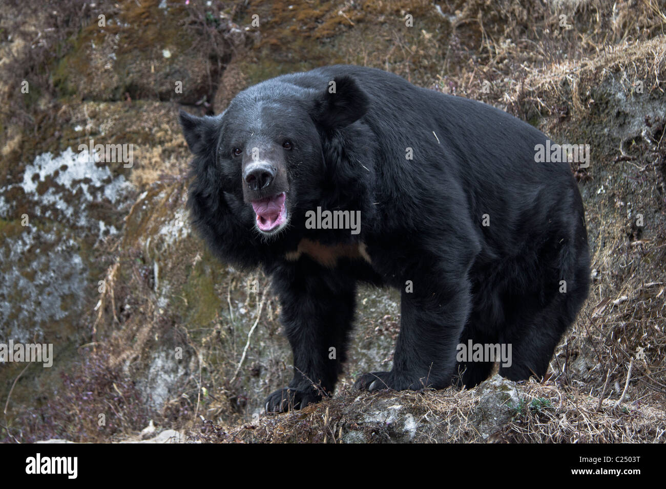 The Asian black bear (Ursus thibetanus), known as 'Kala Bhalu' in Hindi, at the Padmaja Naidu Himalayan Zoological Park in Darje Stock Photo