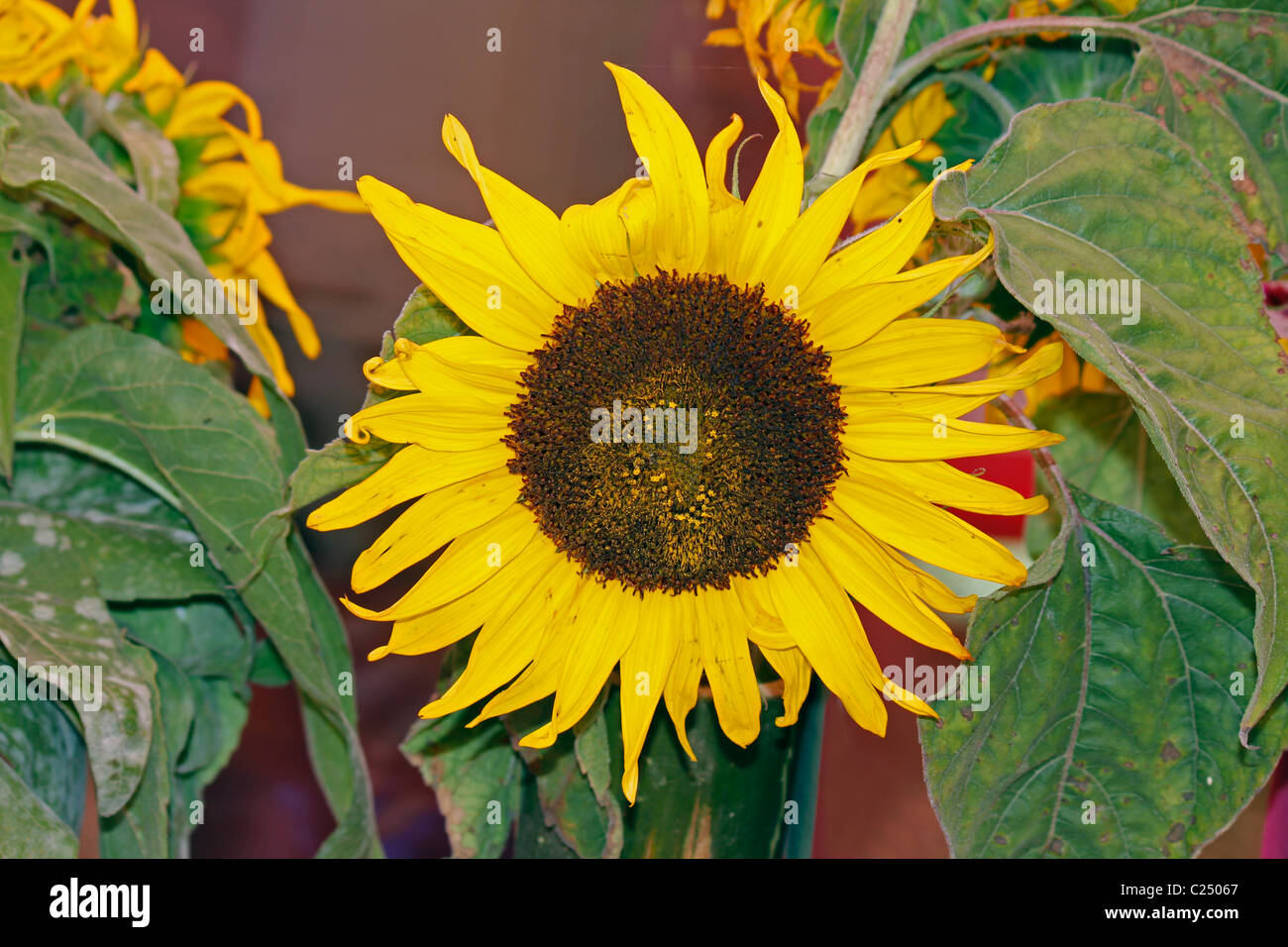 Sunflower, Helianthus annuus L., Helianthus aridus Rydb., Helianthus lenticularis Dougl. ex Lindl Stock Photo