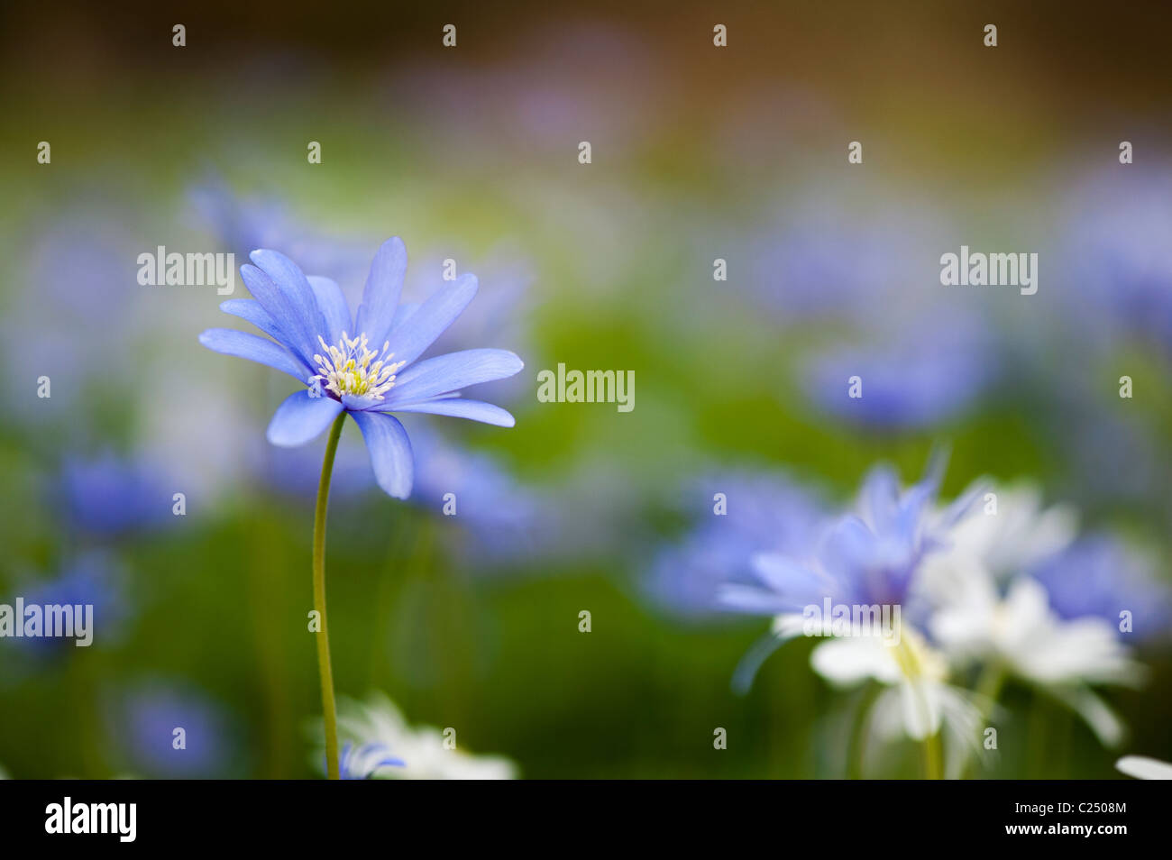 Anemone blanda flowers hires stock photography and images Alamy