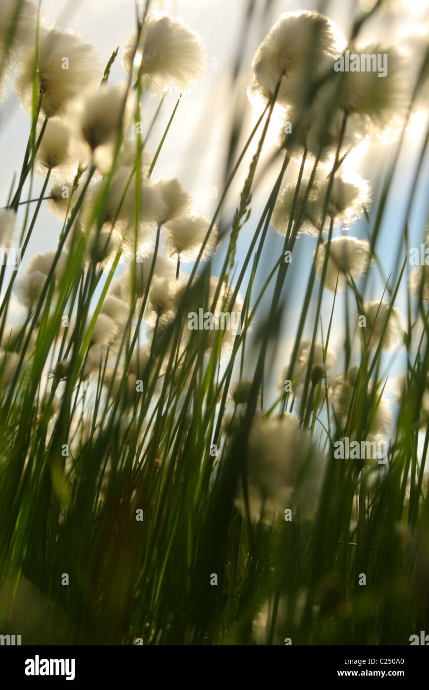 Cotton grass (Eriophorum gen.). Nenets Autonomous Okrug, Arkhangelsk Oblast, Russia Stock Photo