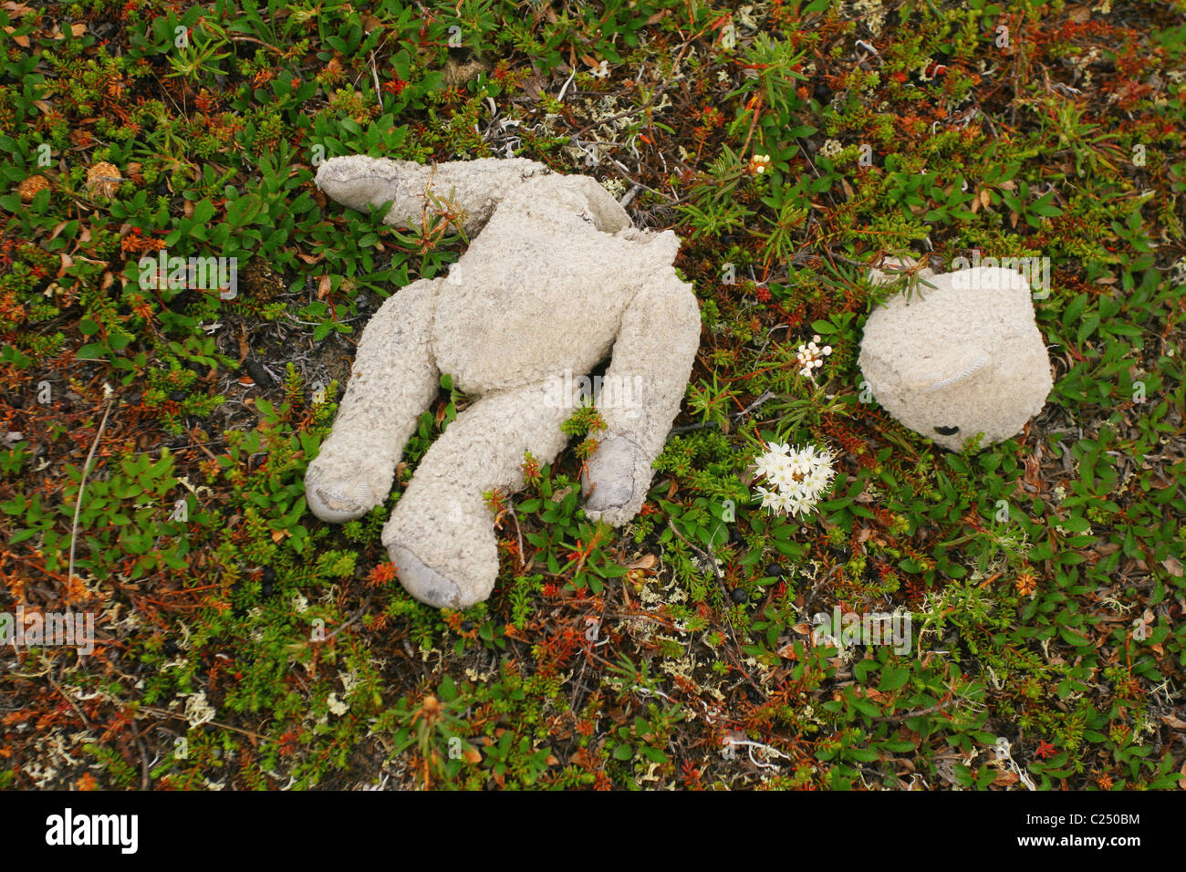 Soft toy 'Teddy bear' torn and thrown on the abandoned camp of nomadic reindeer herders. Tundra, Yamal peninsula, RUSSIA Stock Photo