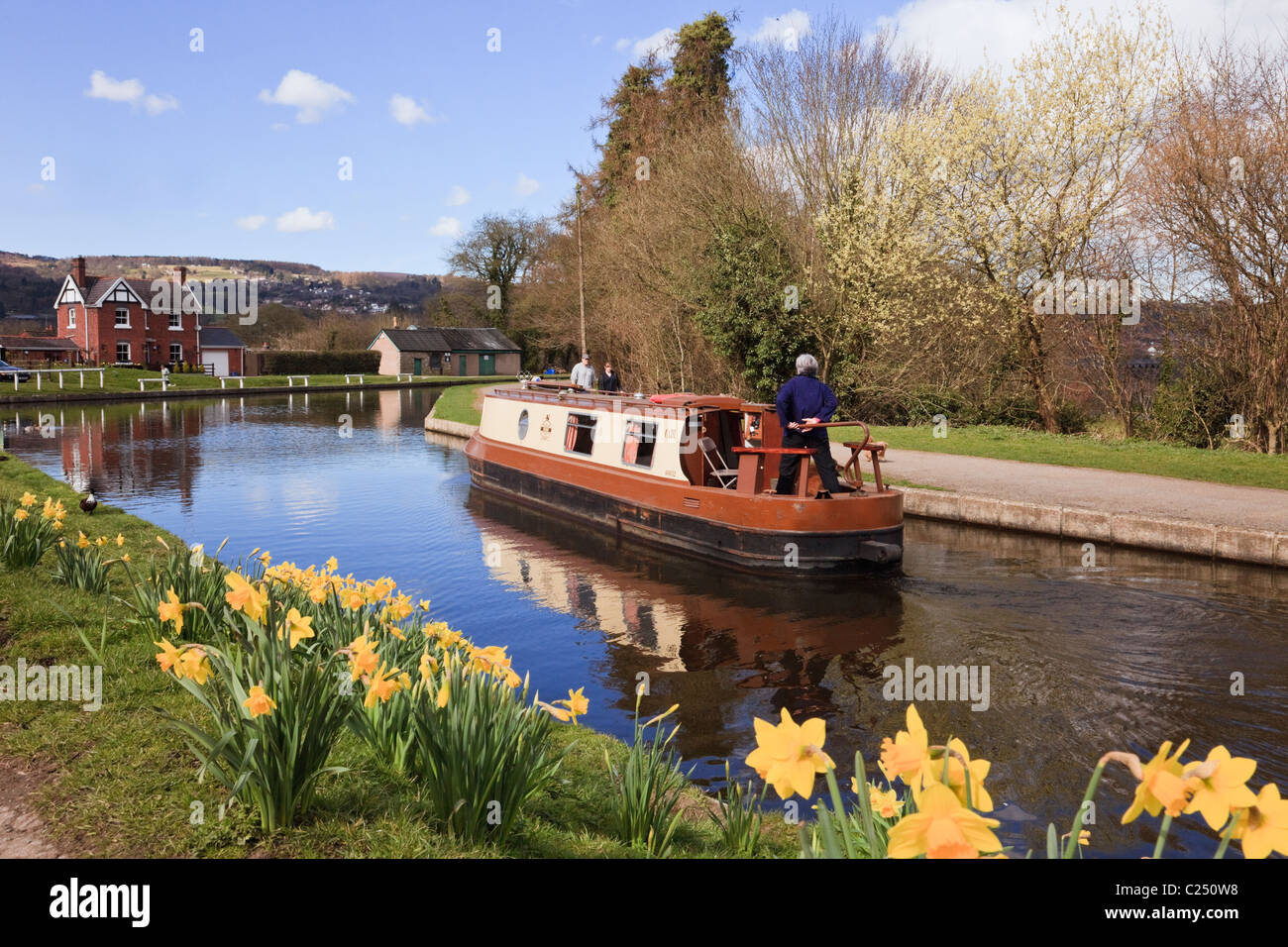 Narrowboat navigating the Llangollen canal with daffodils in spring. Froncysyllte, Wrexham, North Wales, UK, Great Britain Stock Photo