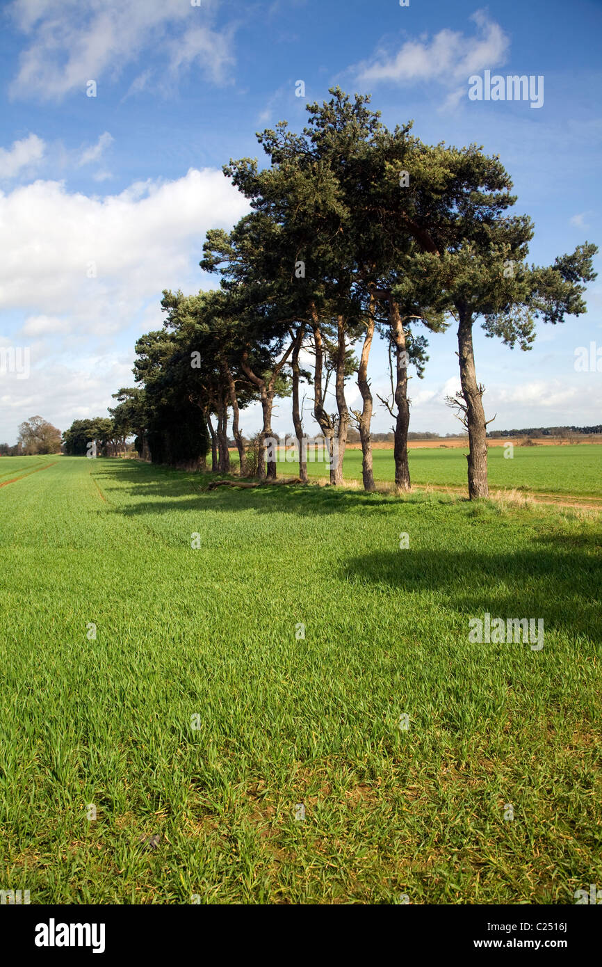 Tree boundary hires stock photography and images Alamy