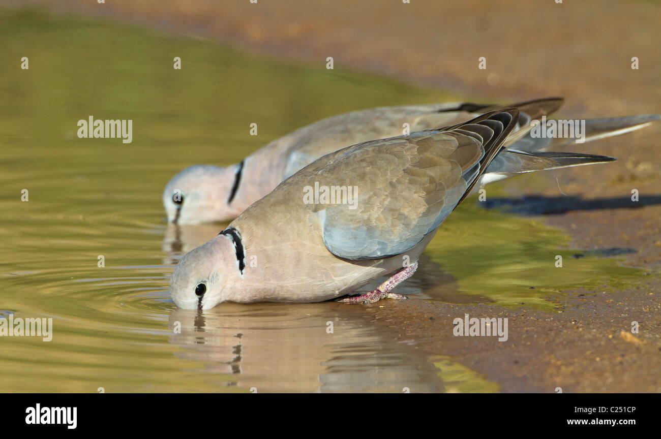 turtle doves drinking Stock Photo Alamy