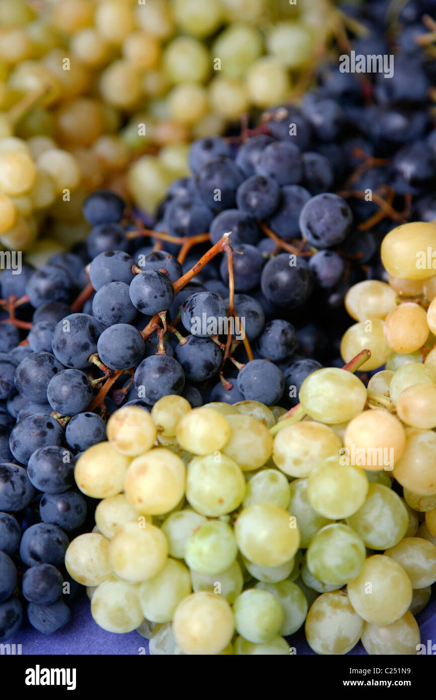 Grapes sold at the produce market in Thoulon, Var, Provence, France. Stock Photo