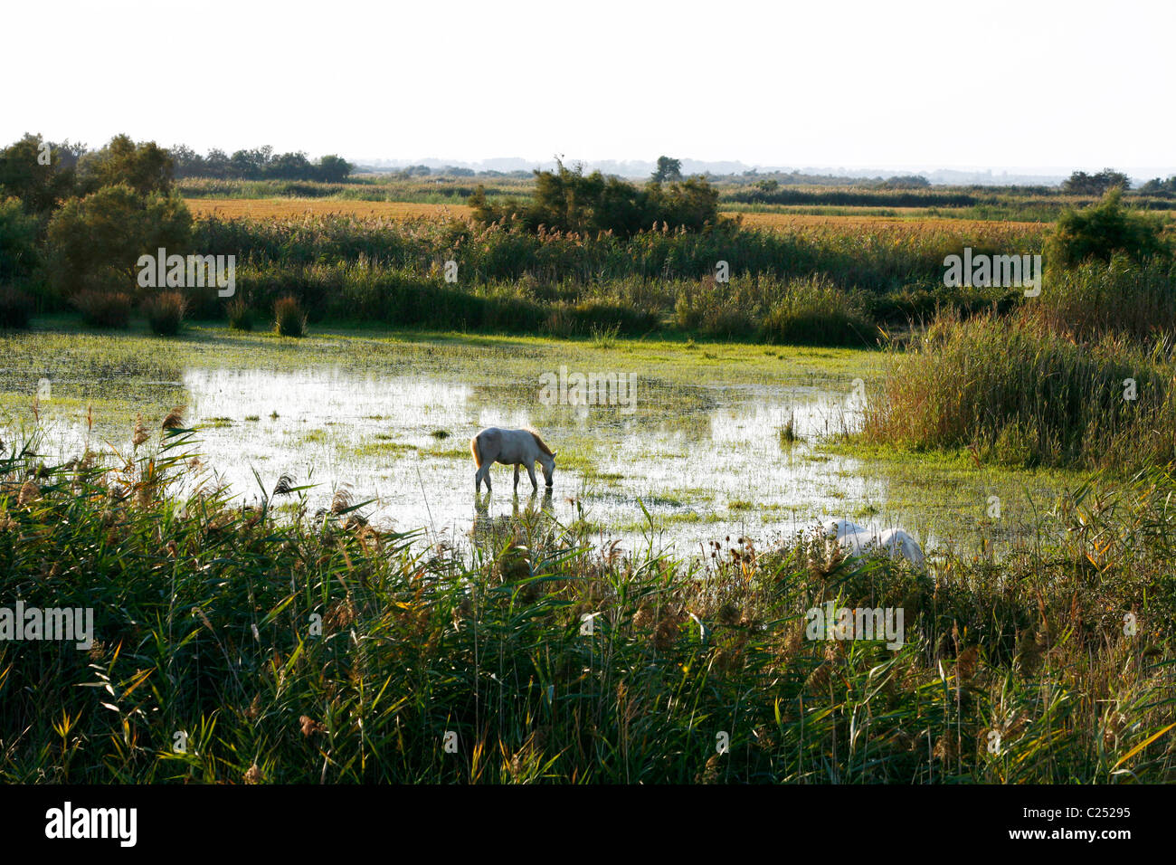 Camargue Horses in the marshes, Camargue, Provence, France. Stock Photo