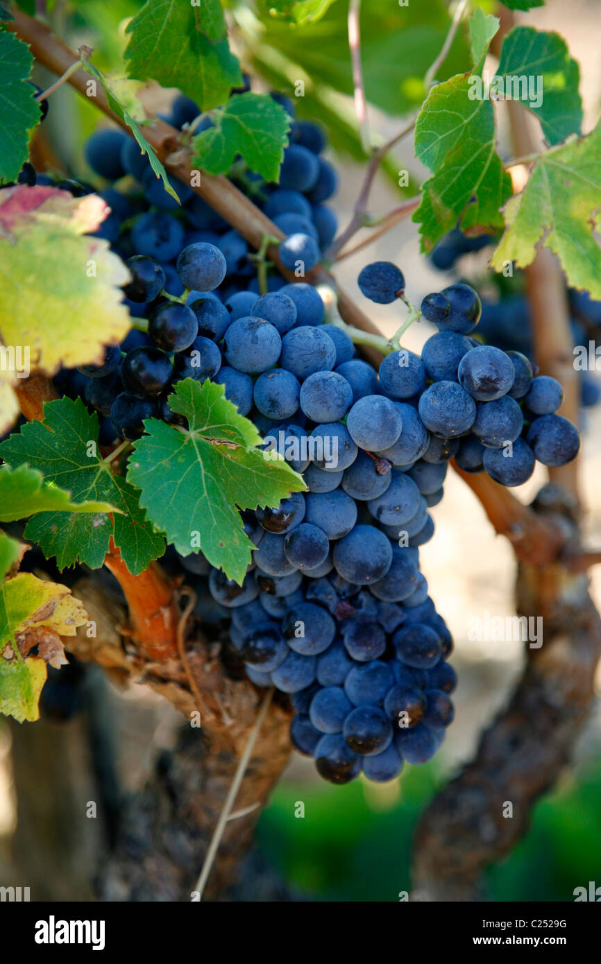 Grape bearing hires stock photography and images Alamy