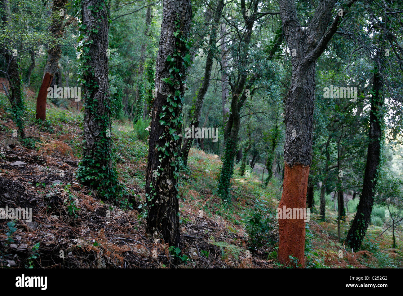 Cork trees in La Garde Freinet, Var, Provence, France. Stock Photo